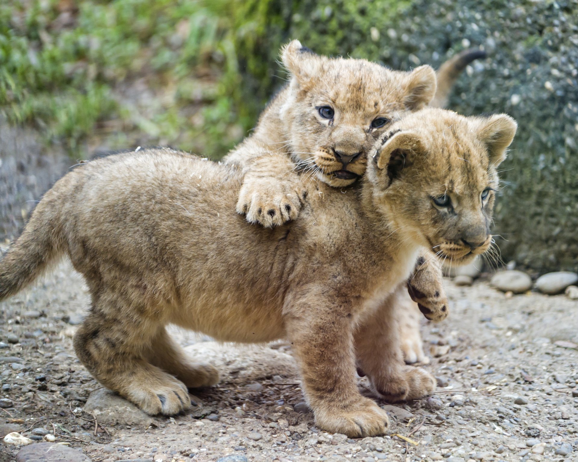 кошка пара львята ©tambako the jaguar