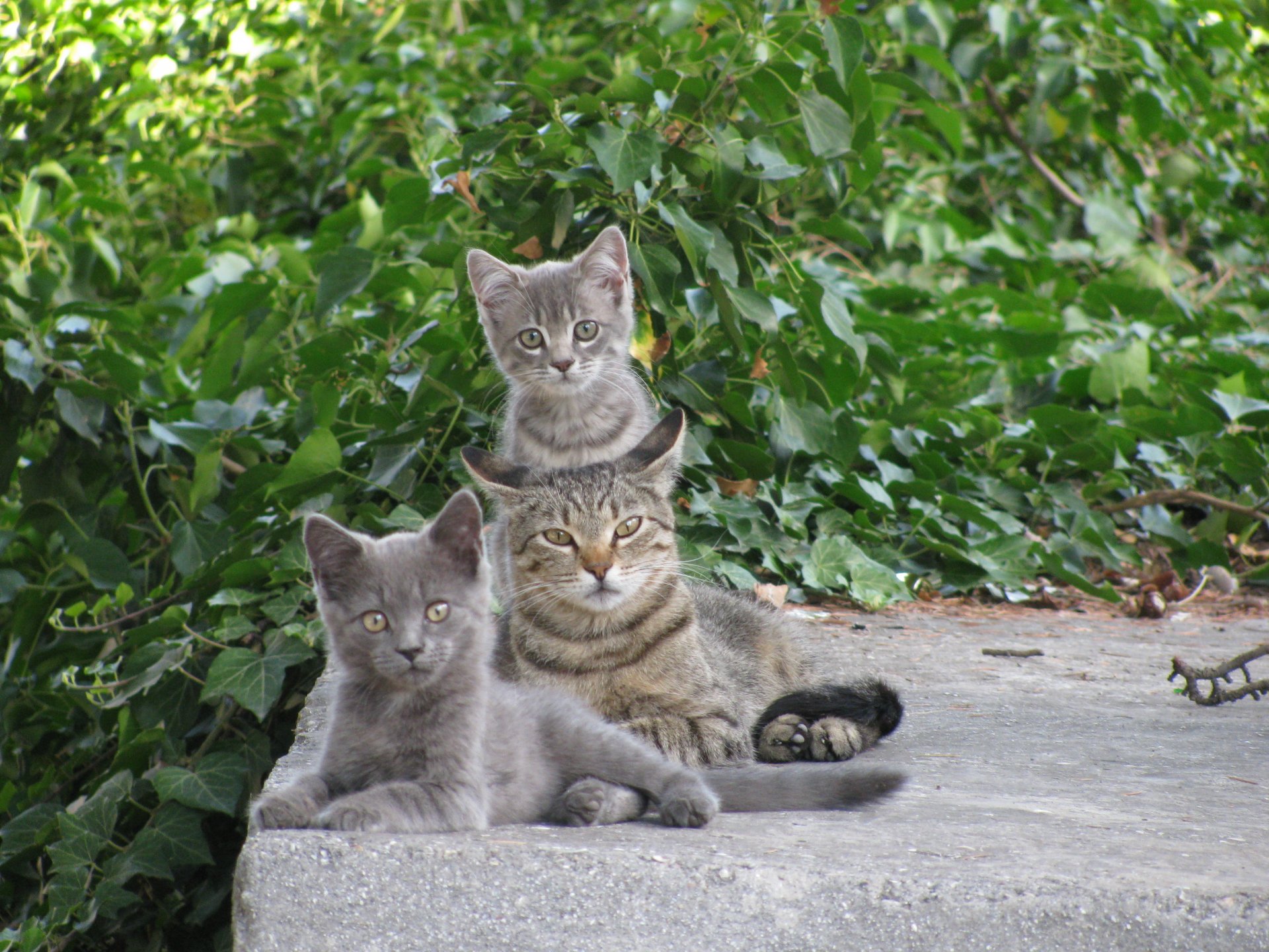 katze kätzchen grüns