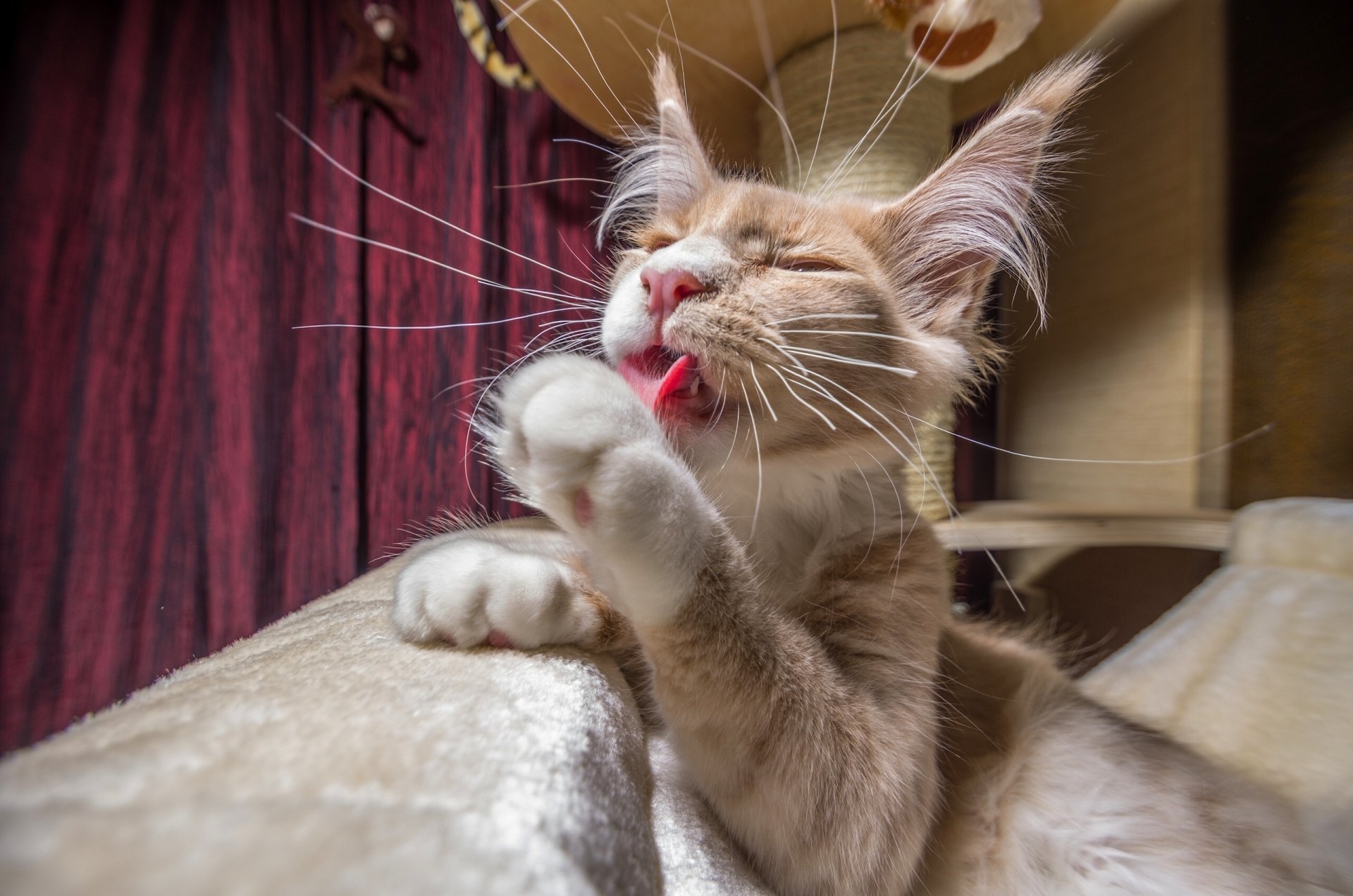 maine coon chat chat moidodyr pattes moustache moustache