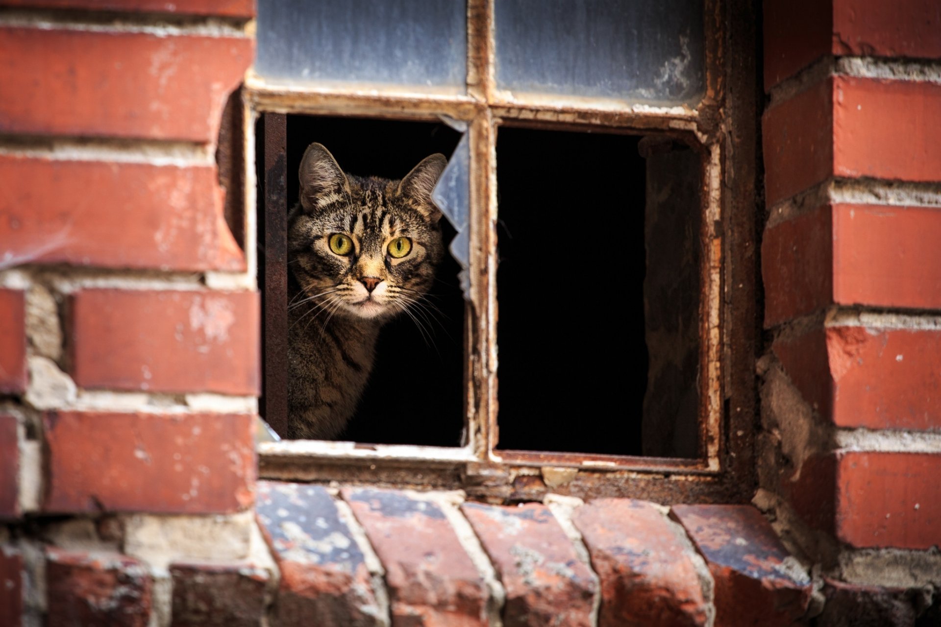 casa ventana gato vista