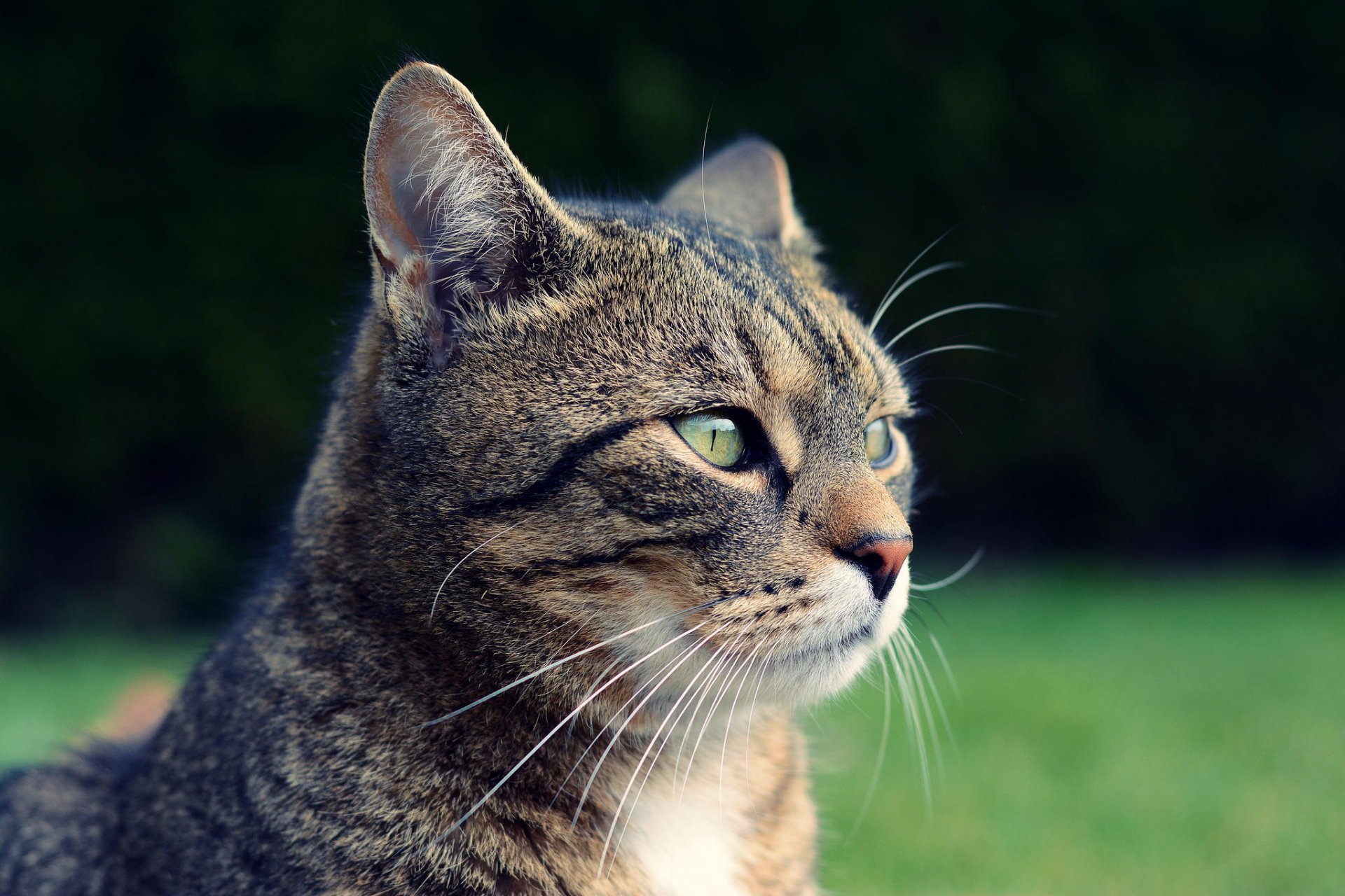 chat gris museau vue nature