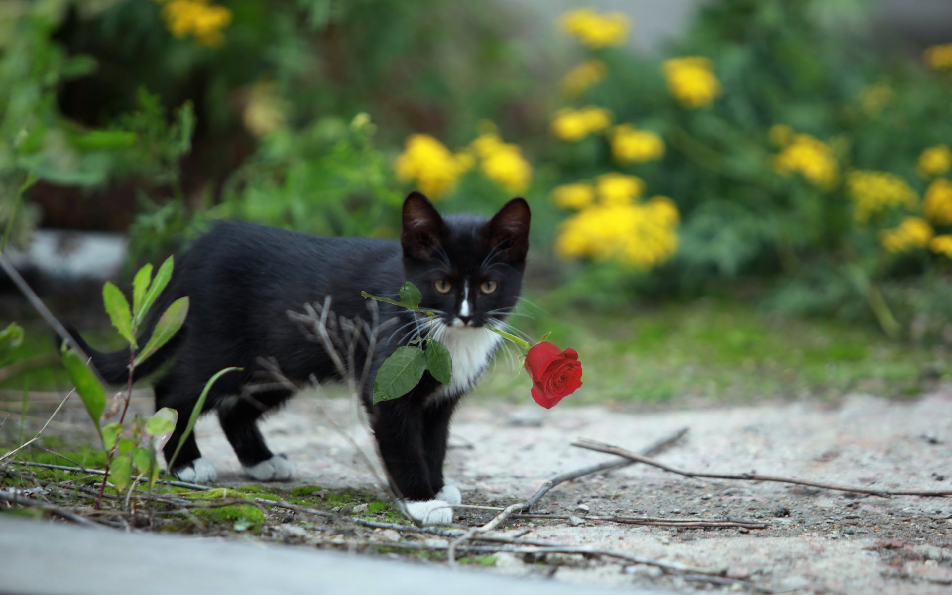 gatto rosa sfondo