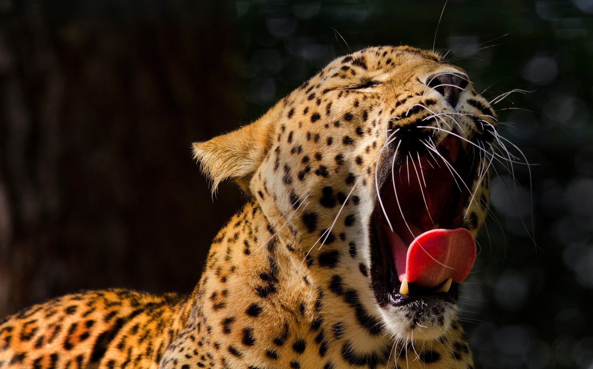 leopard wildkatze schnauze gähnend maul eckzähne zunge