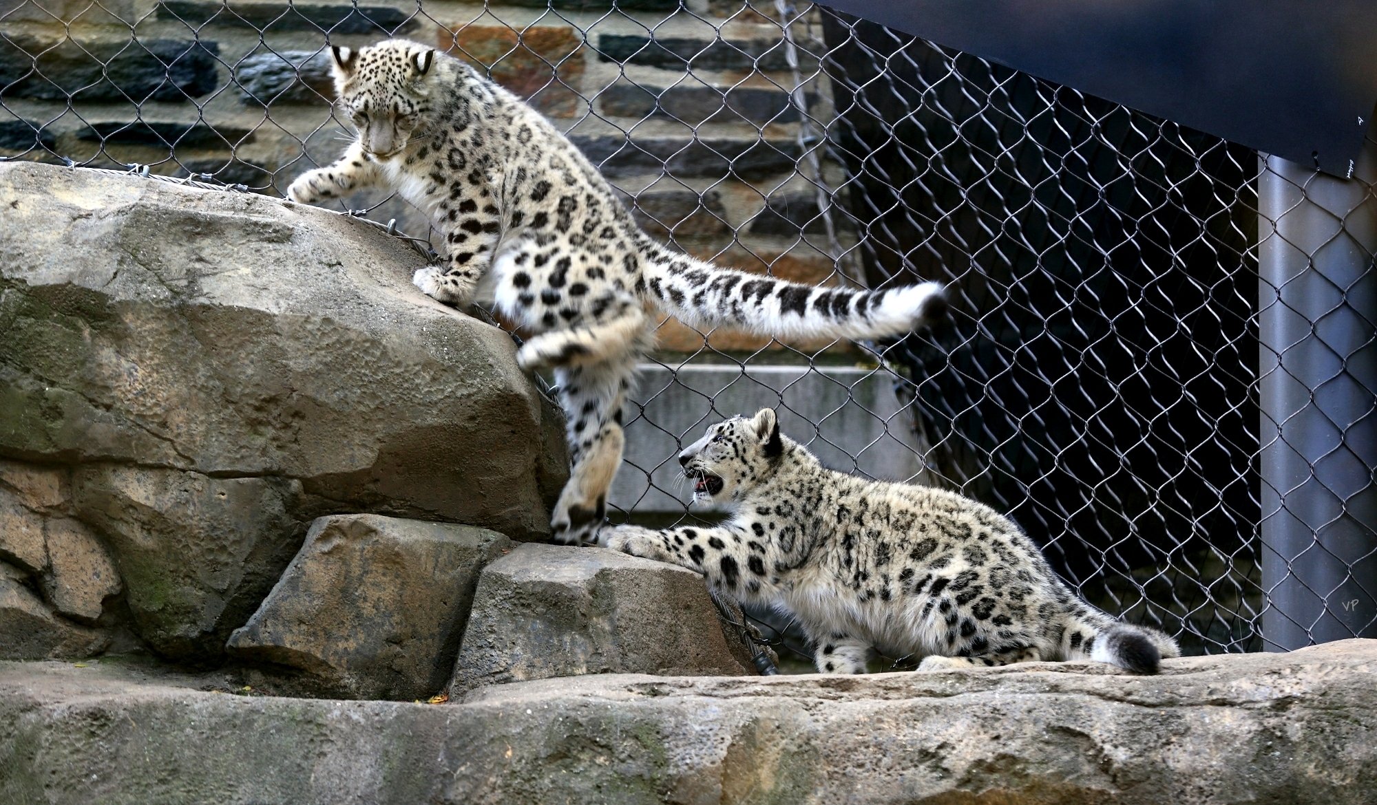 pierres volière chatons léopard des neiges jeu