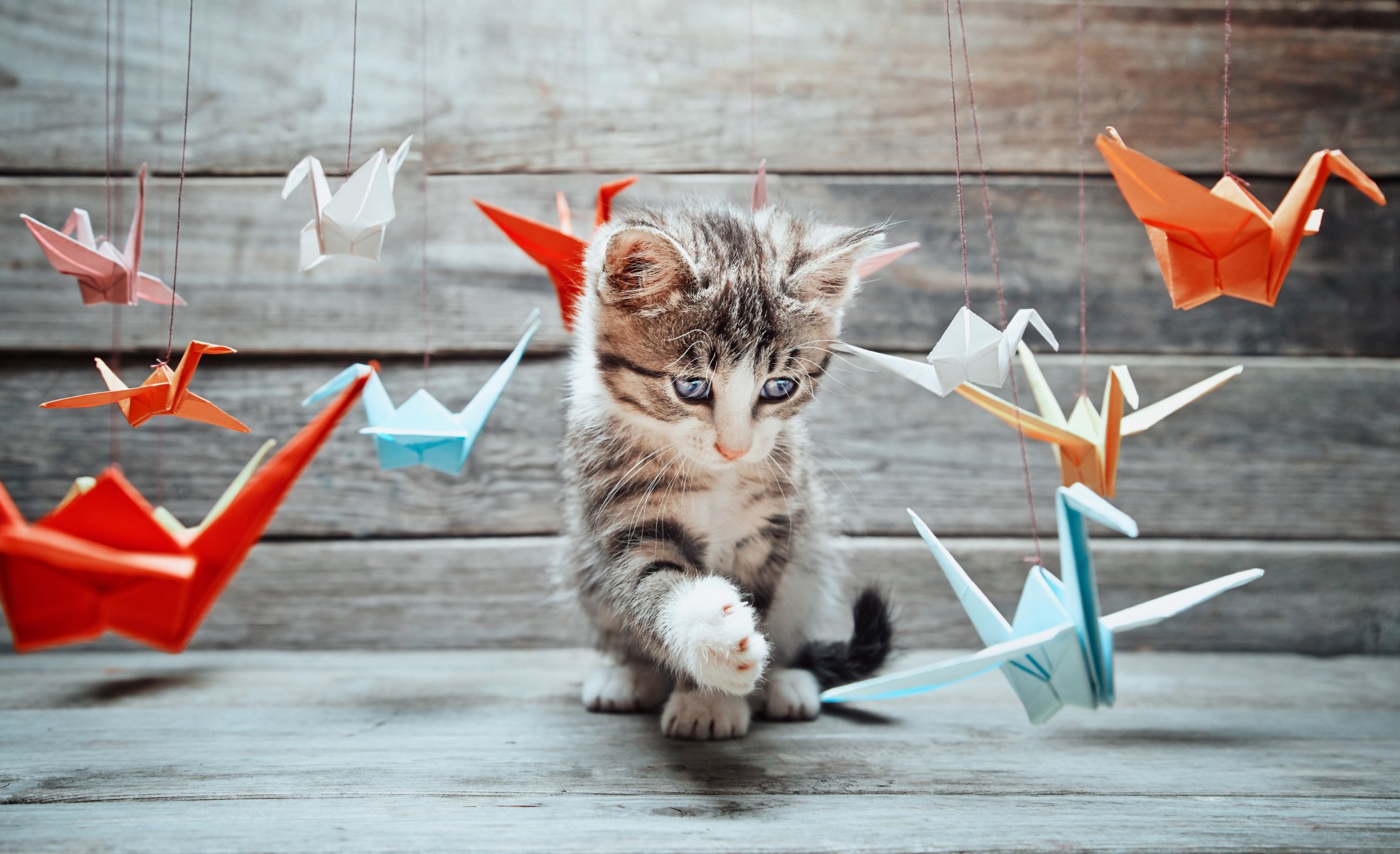 chat chaton moustache pattes queue museau jeu étude coloré papier origami grue grue divers flou bokeh papier peint