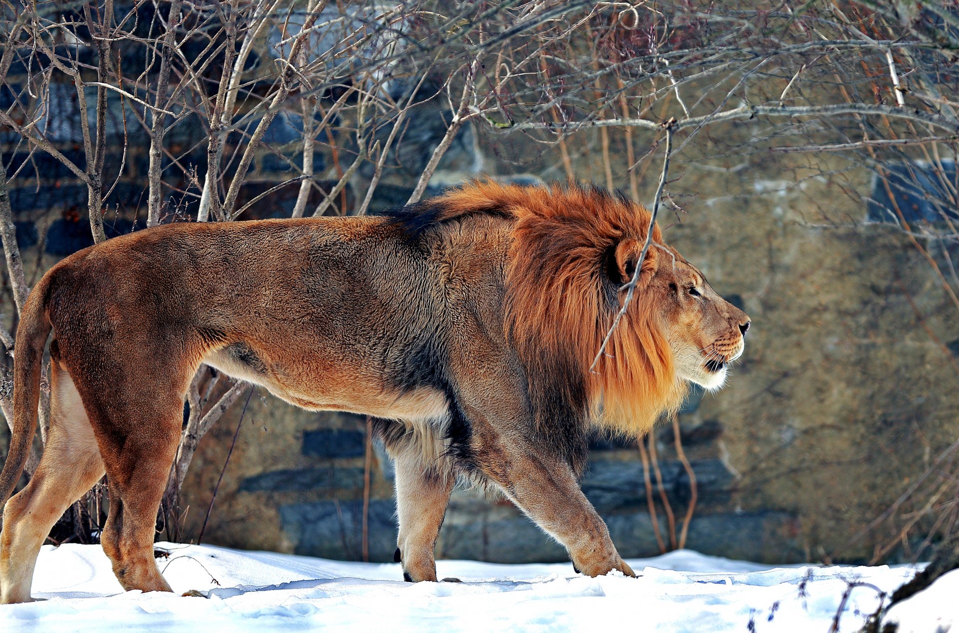 zoo hiver neige lion prédateur bête mammifère grand chat