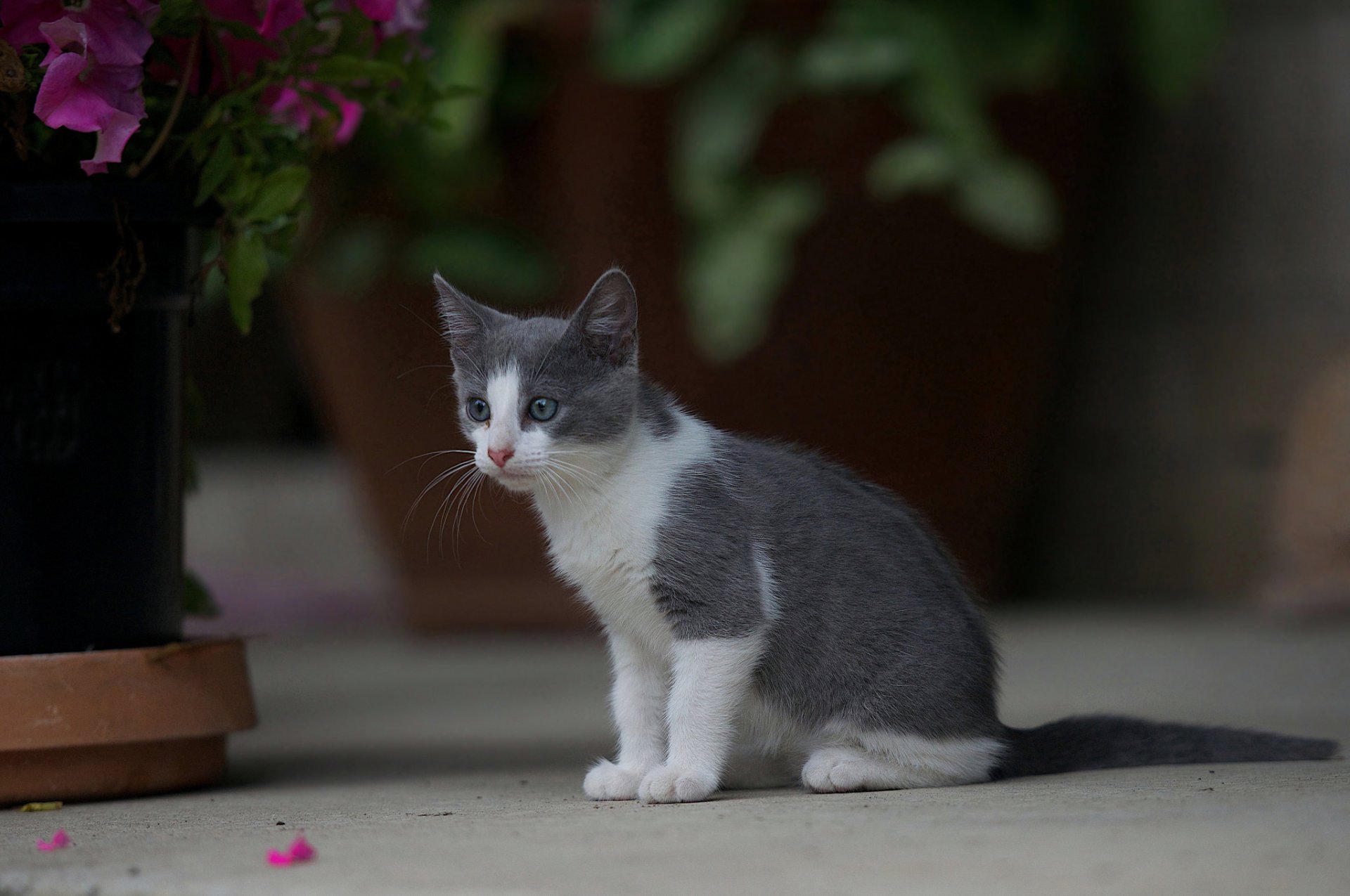 maison fleurs chat chaton gris et blanc