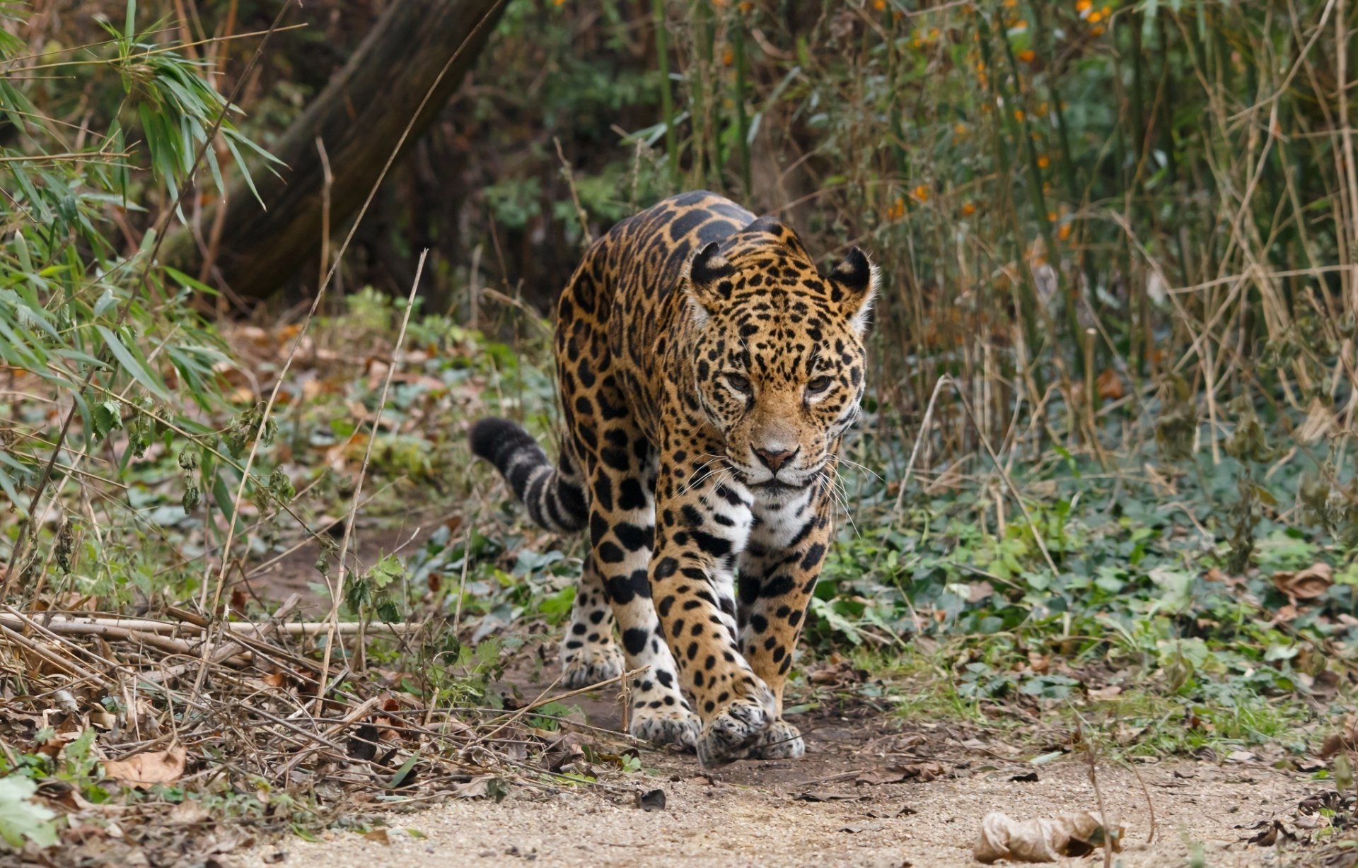 jaguar żbik drapieżnik