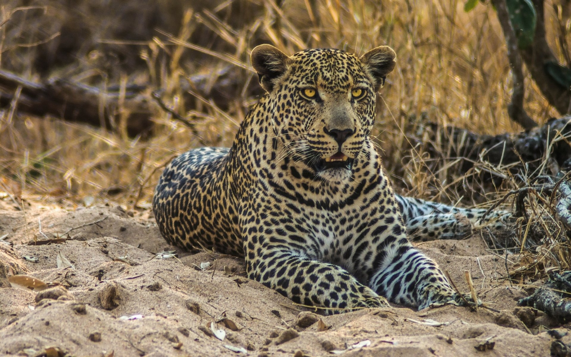 léopard chat sauvage prédateur sable