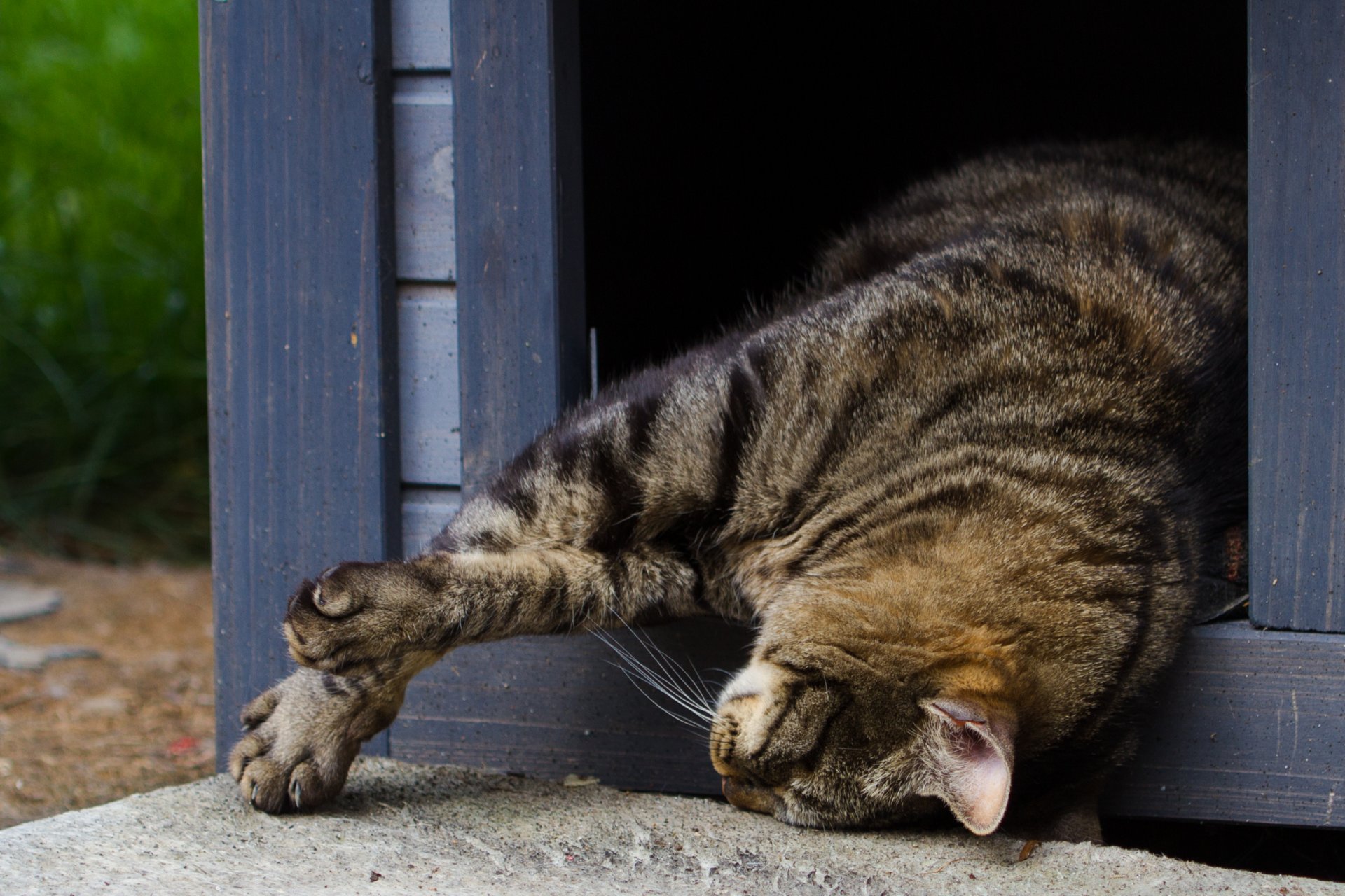 katze katze katze liegt schlafen ruhe