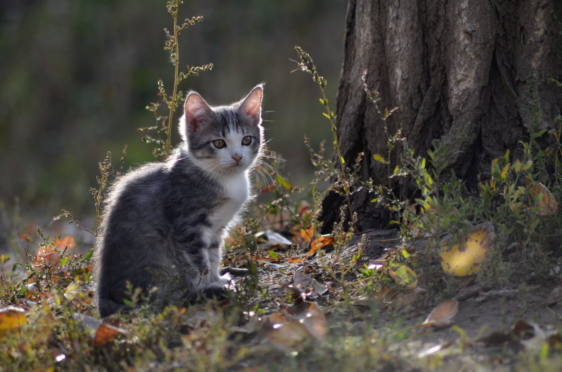 gato mirada naturaleza