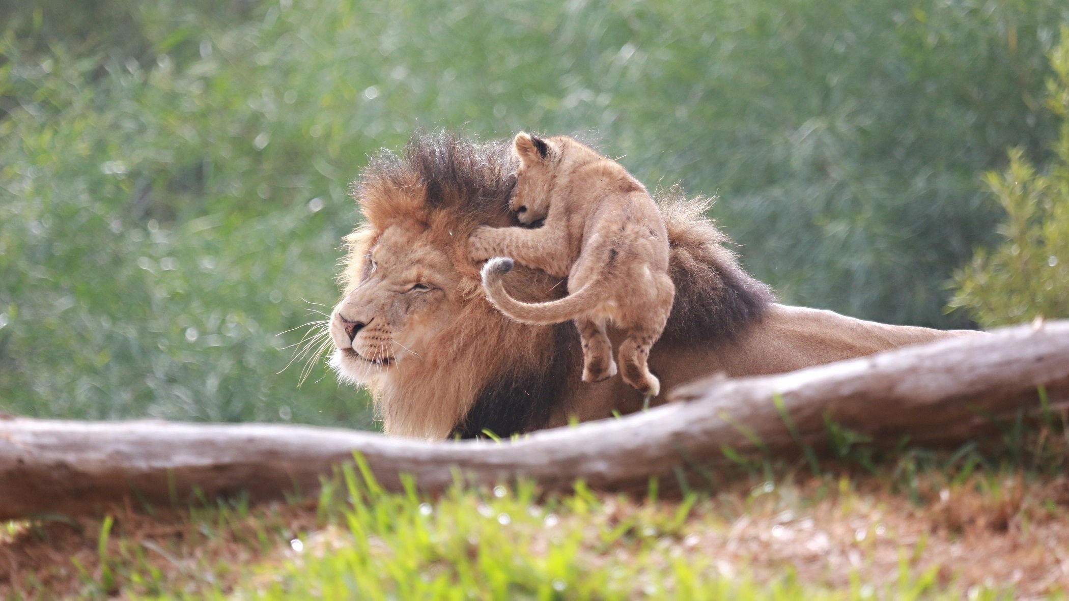 lions lion lionceau père cub chats sauvages couple famille jeu saut museau grimace