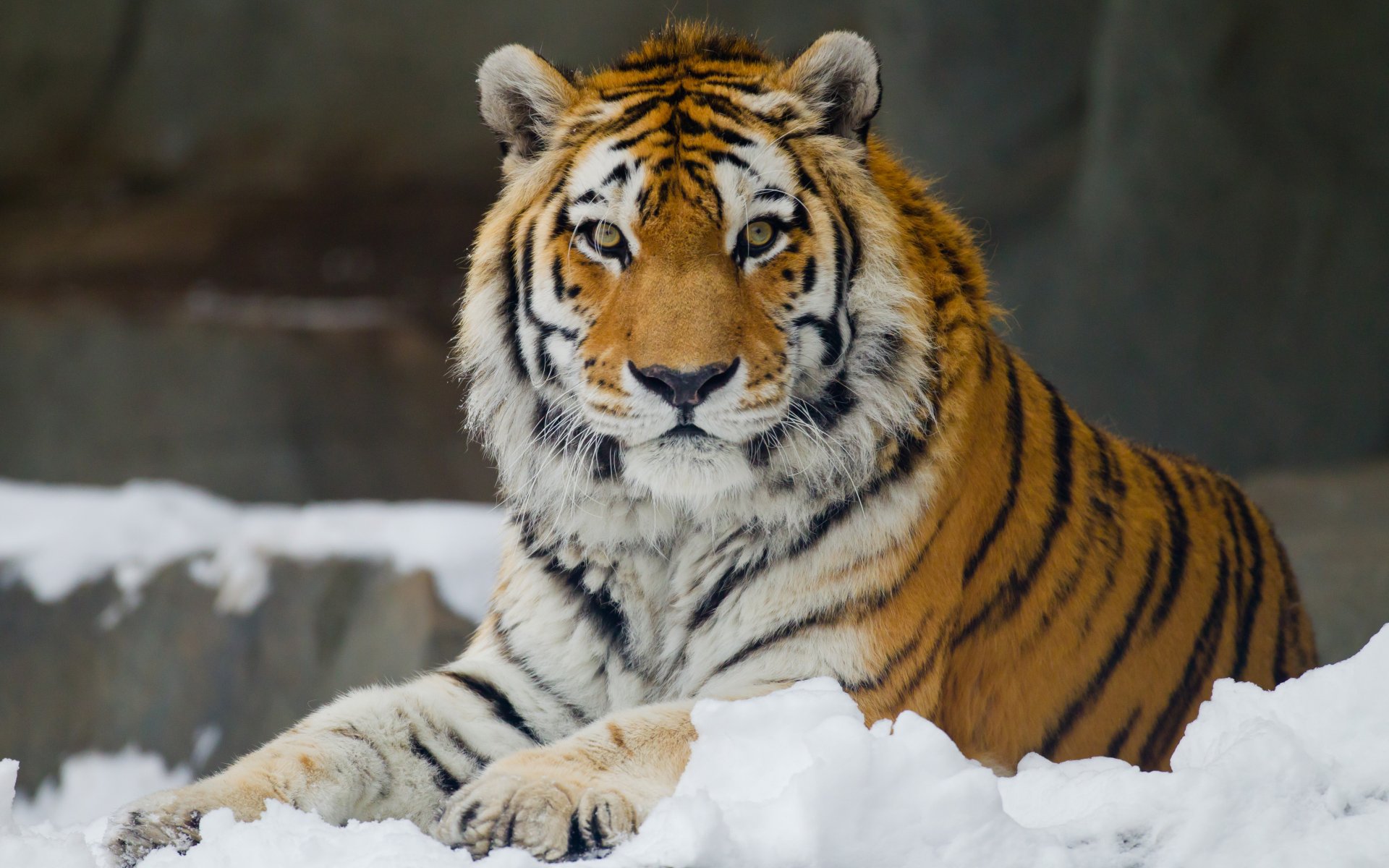 amur tiger view leisure snow