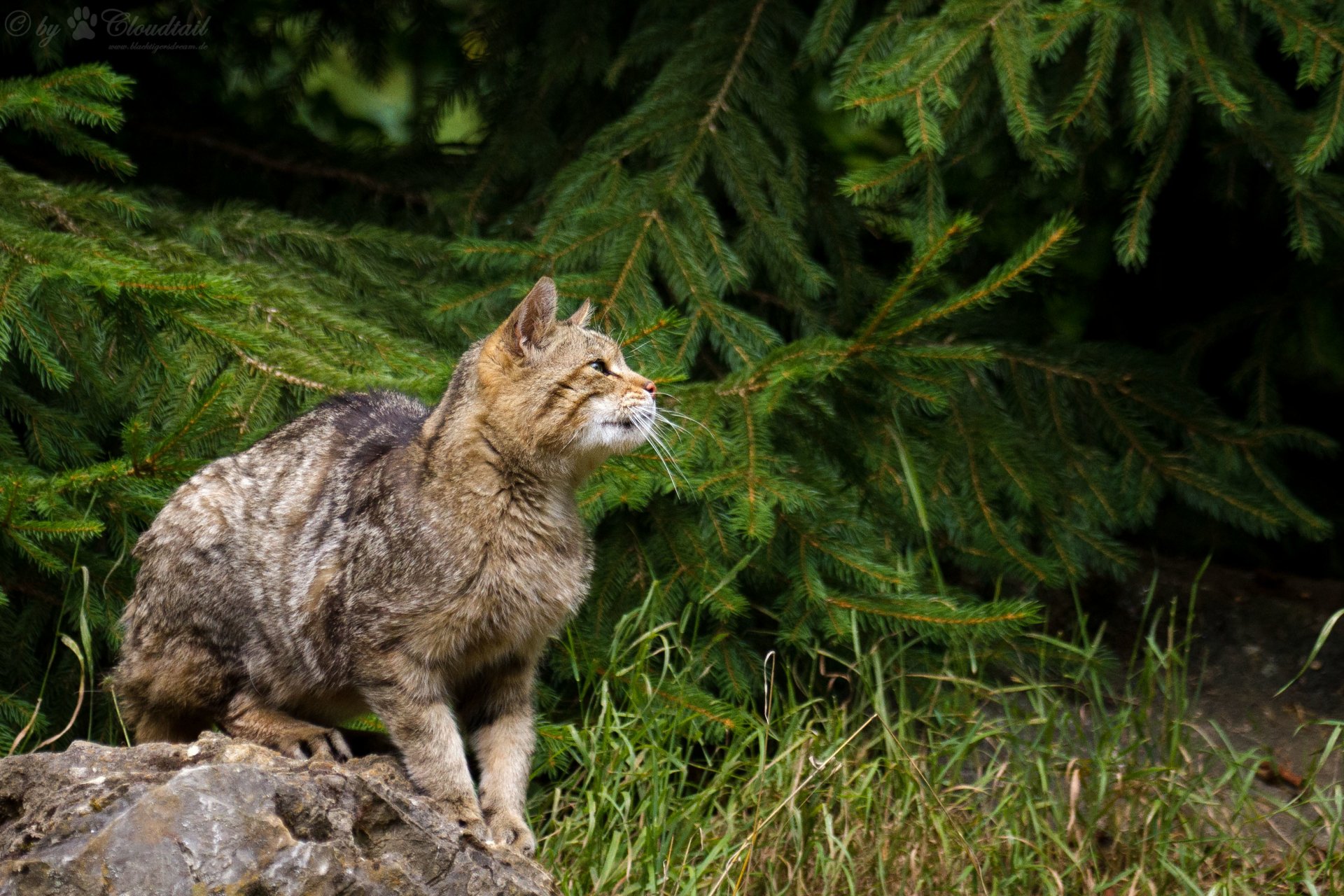 forest cat wild cat spruce grass stone