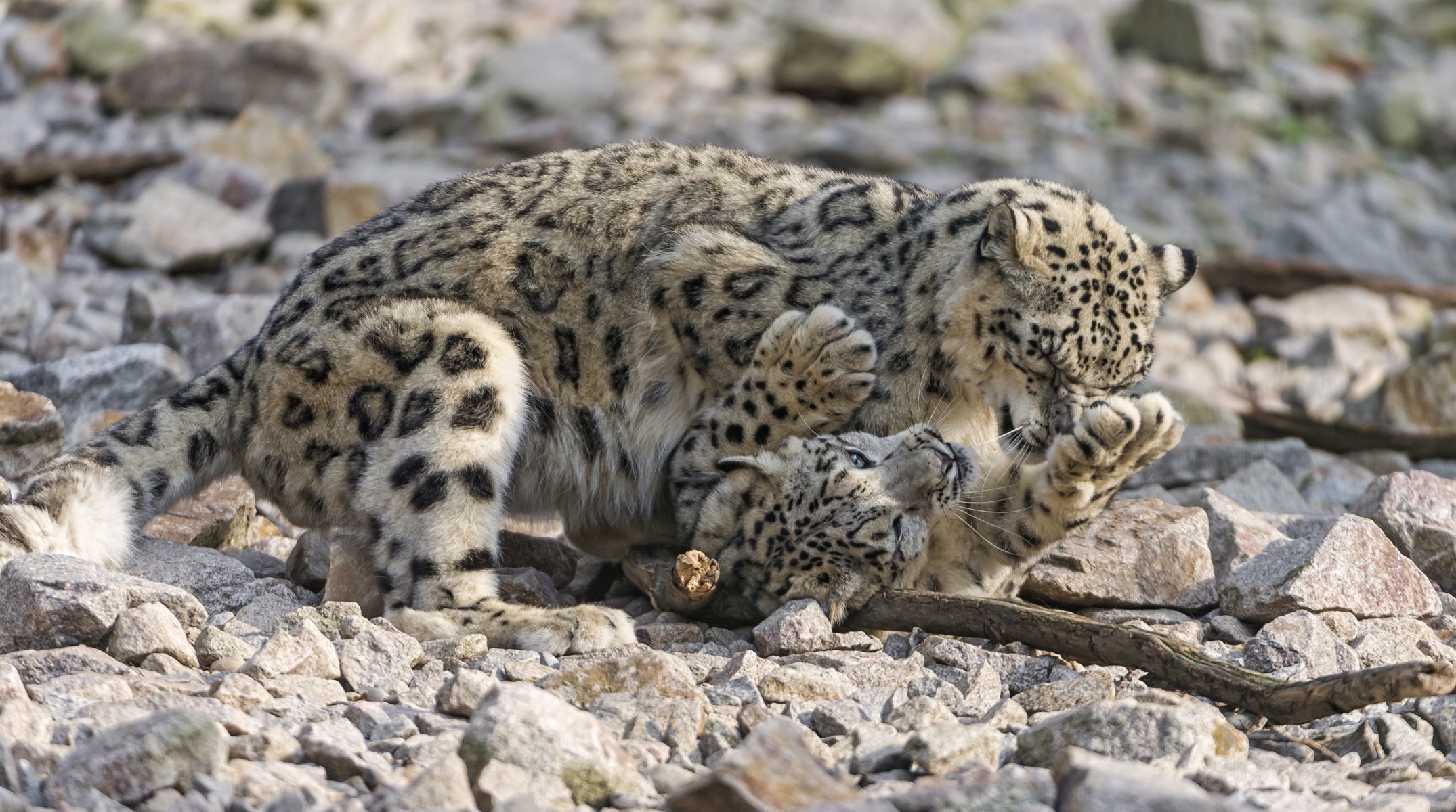 leopardo delle nevi irbis gatti coppia gioco pietre