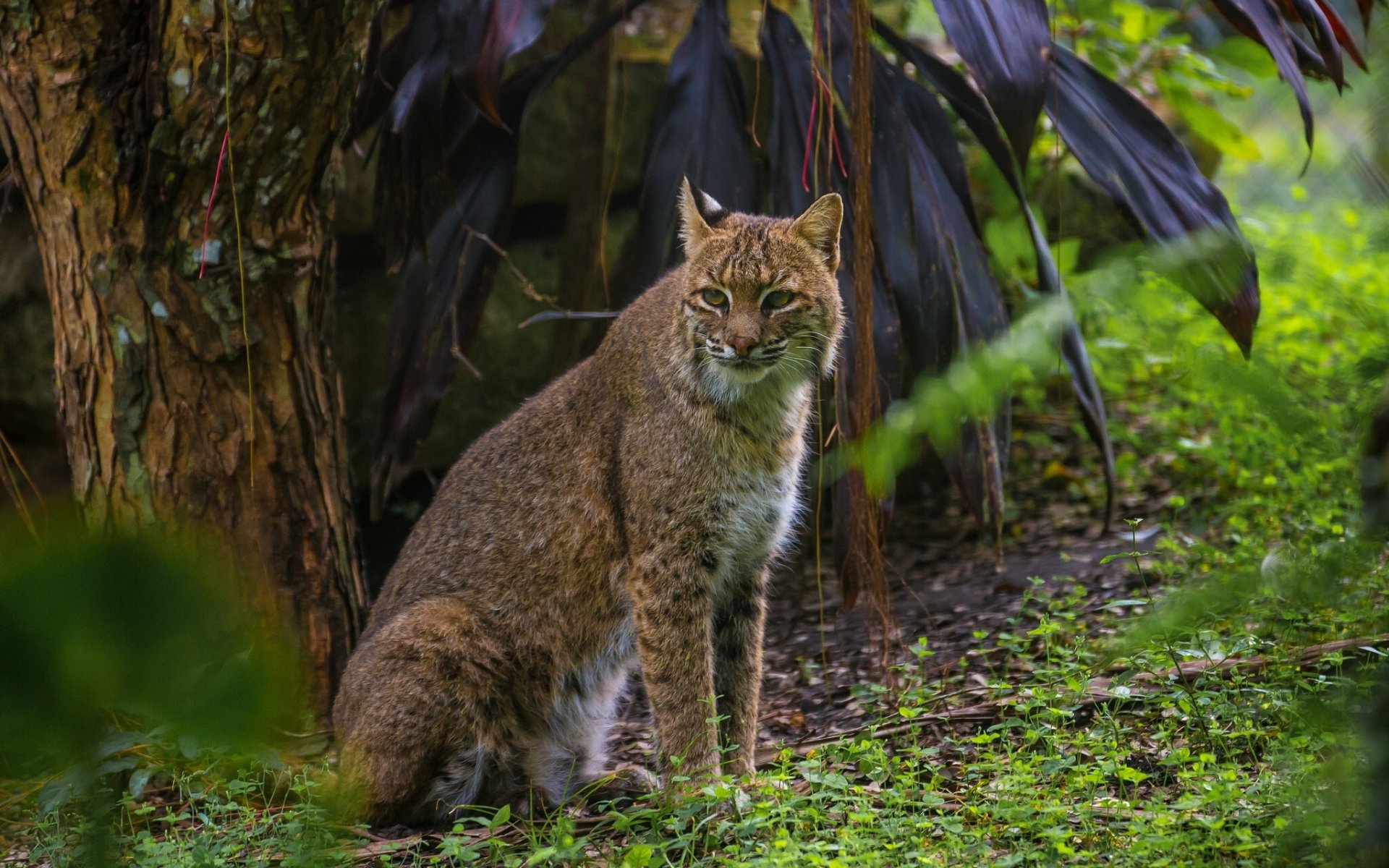 lince gato salvaje depredador