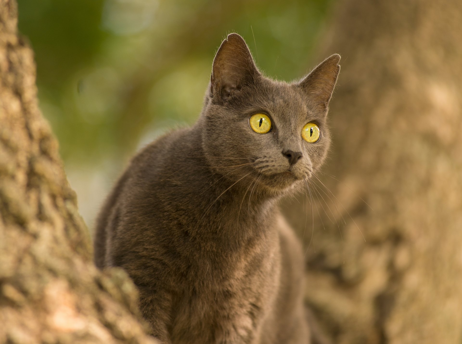 gato gato ojos mirada