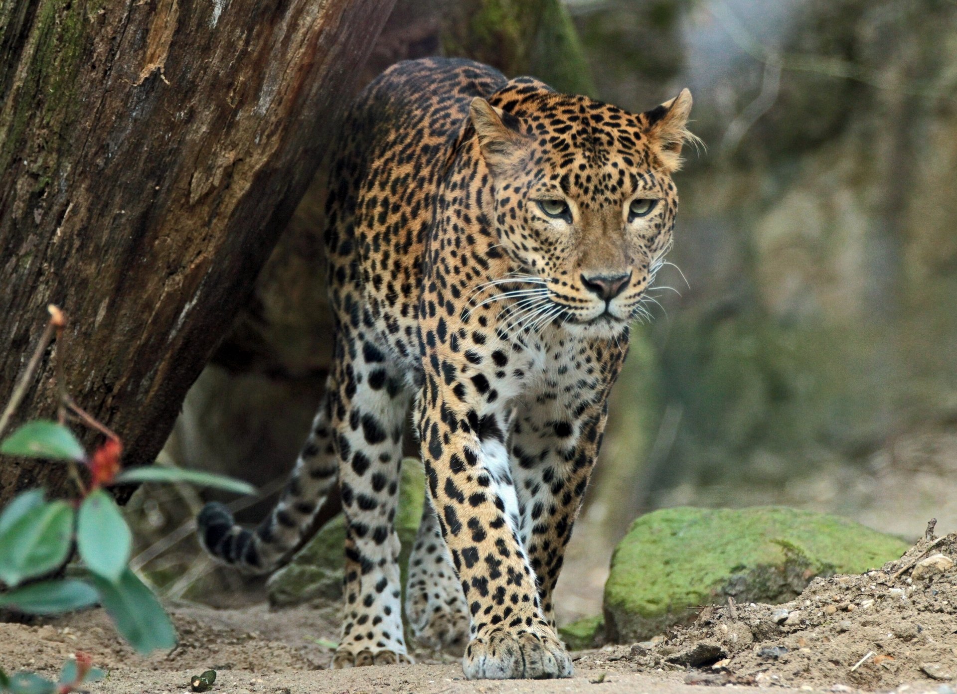 leopardo predatore gatto selvatico