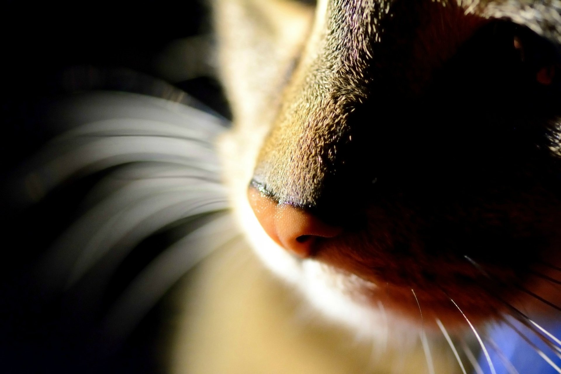 gato nariz macro antenas fondo negro