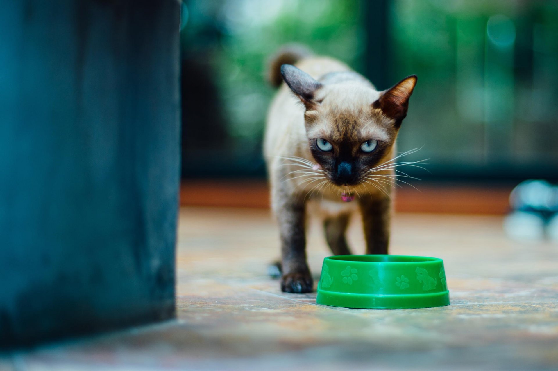 gato gatito siamés mirada tazón de fuente