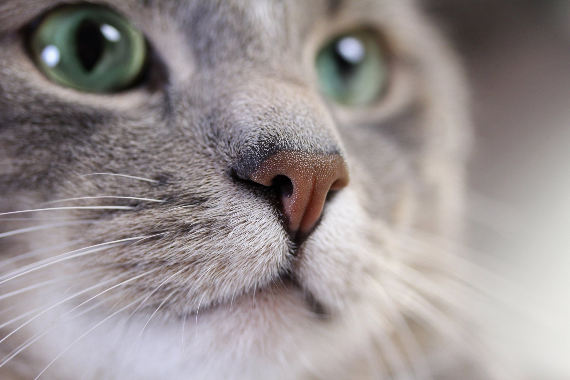 katze katze schnurrbart schnauze smaragd aussehen farbe silber grau unschärfe bokeh tapete