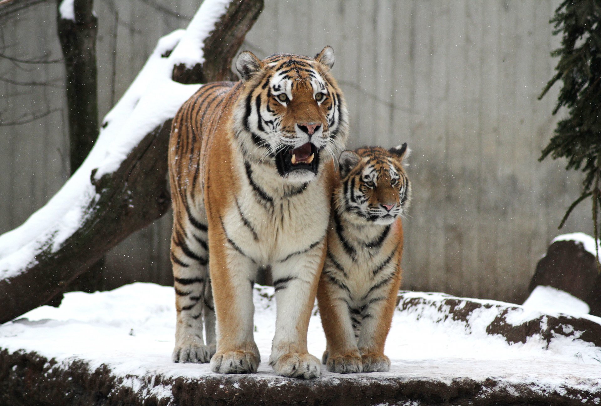 tigre amur gatto tigre coppia famiglia neve