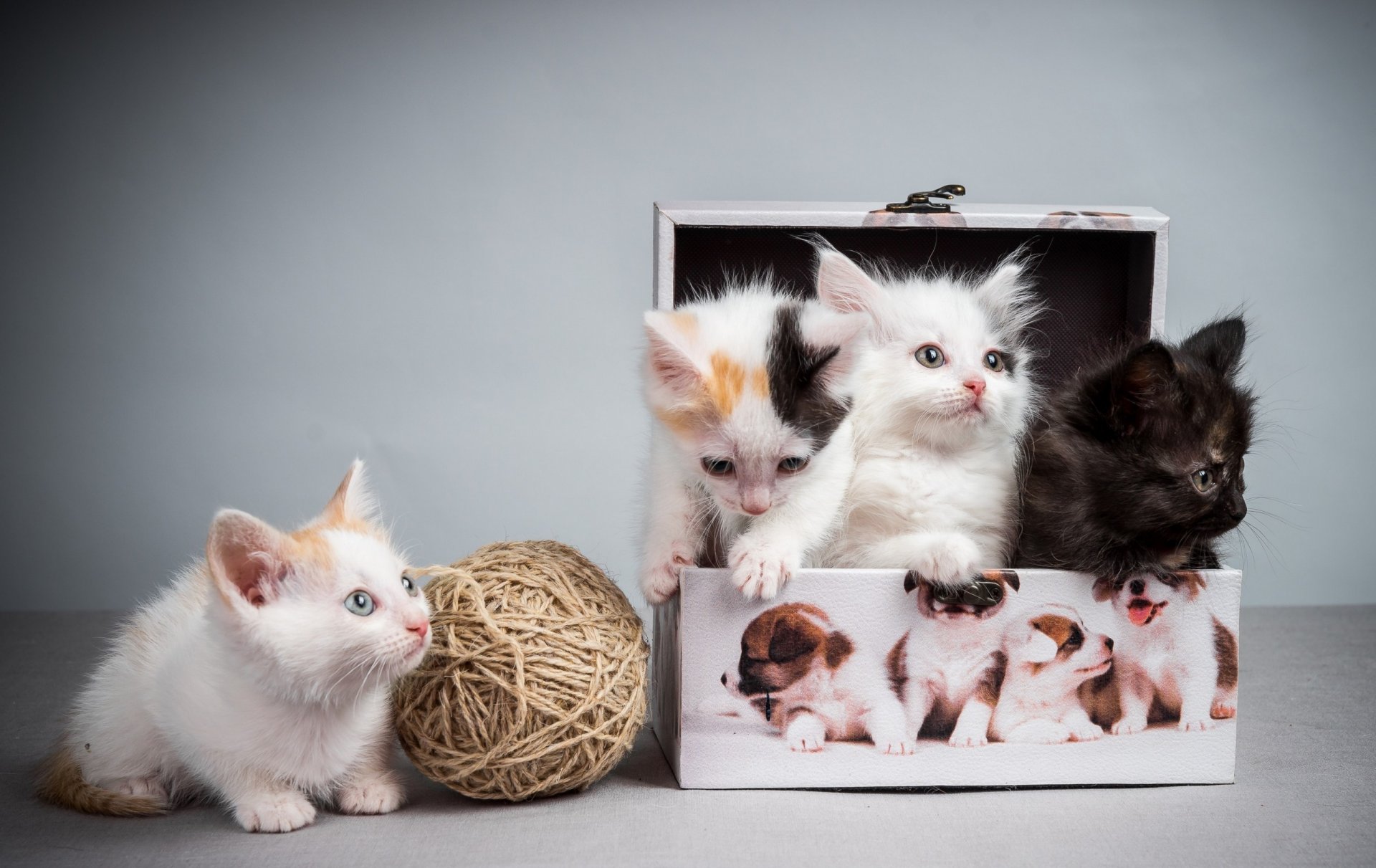 box tangle horses fluffy