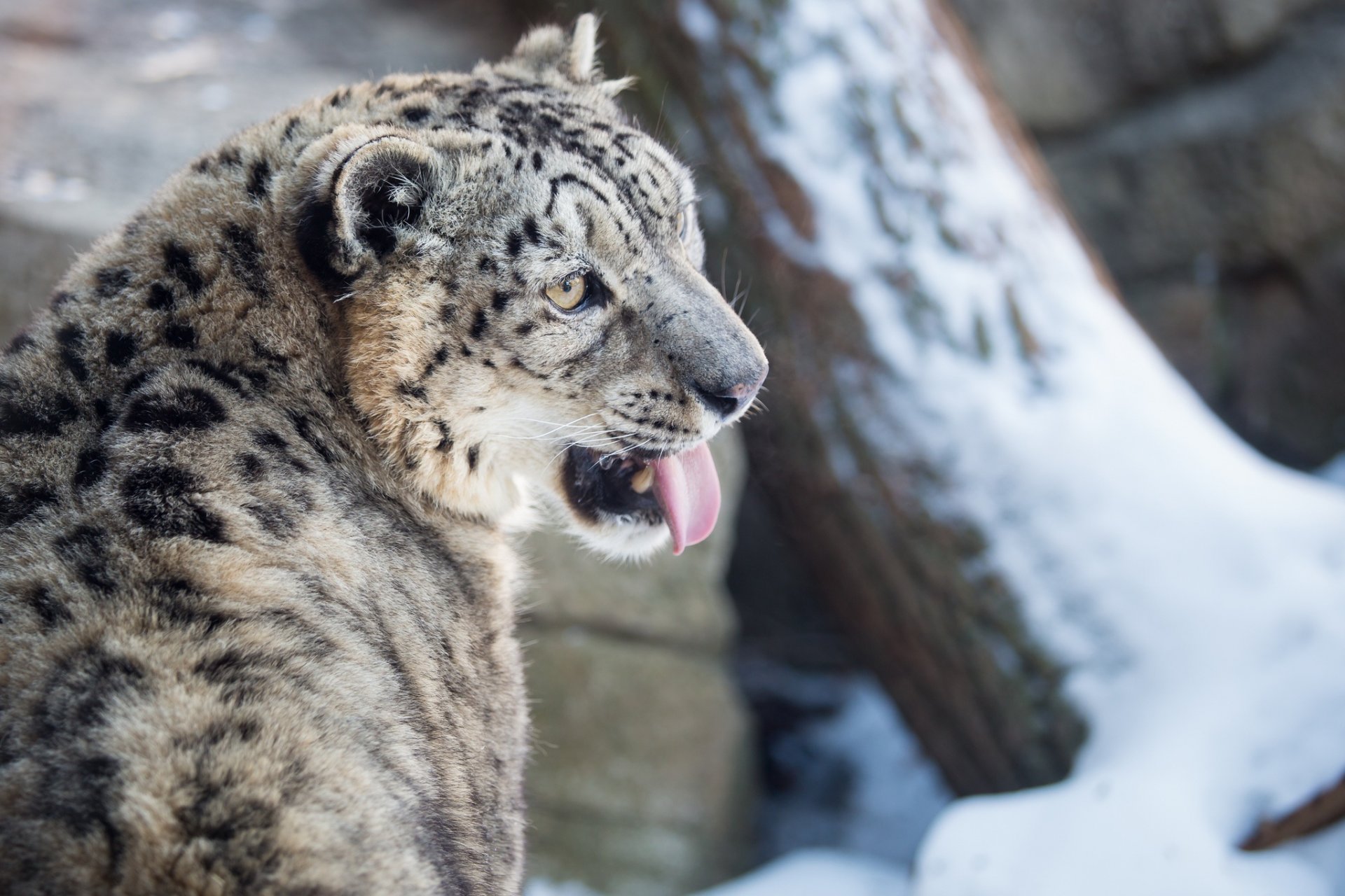 now leopard snow leopard wild cat predator muzzle tongue winter snow