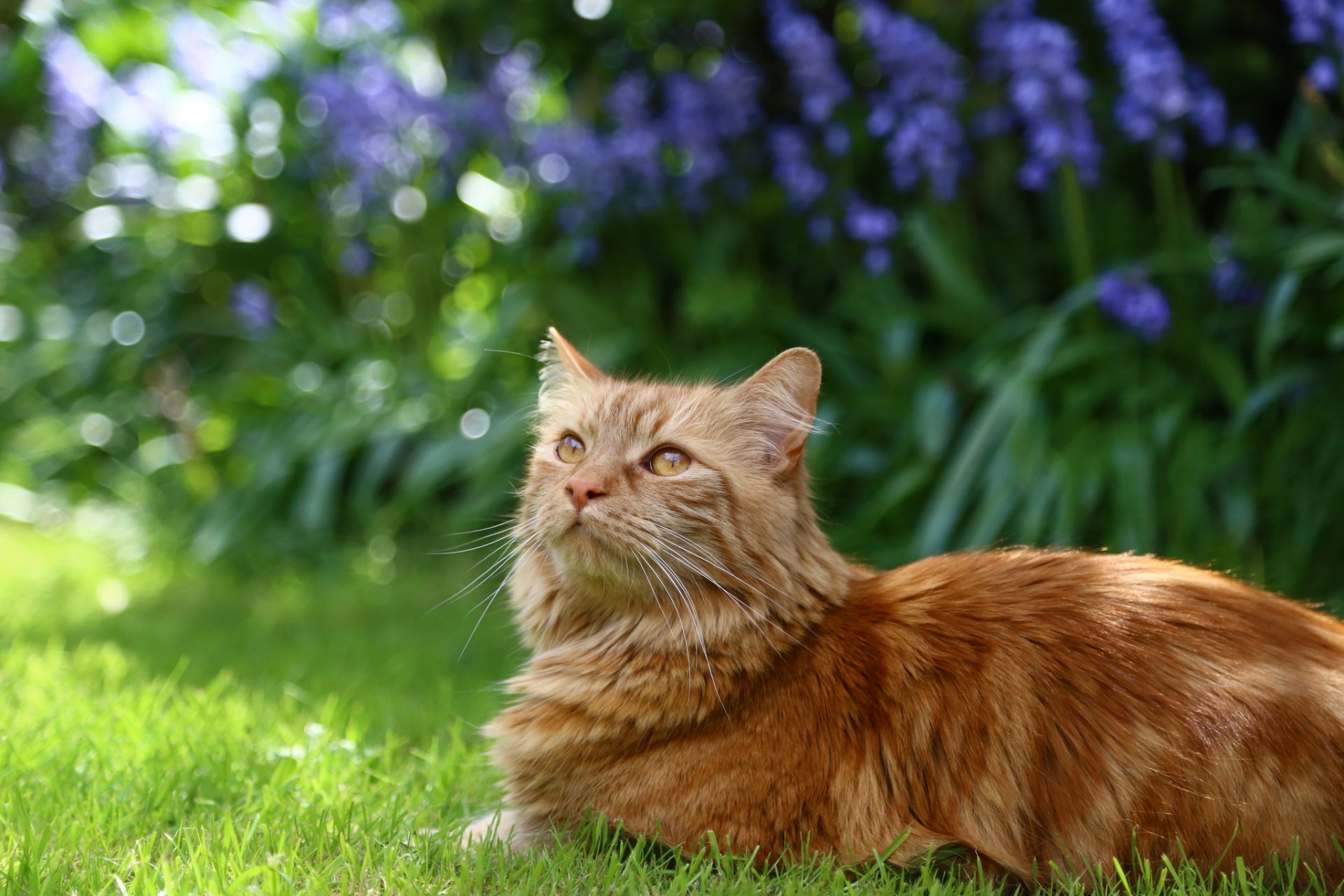 chat chat roux moelleux herbe fleurs jardin