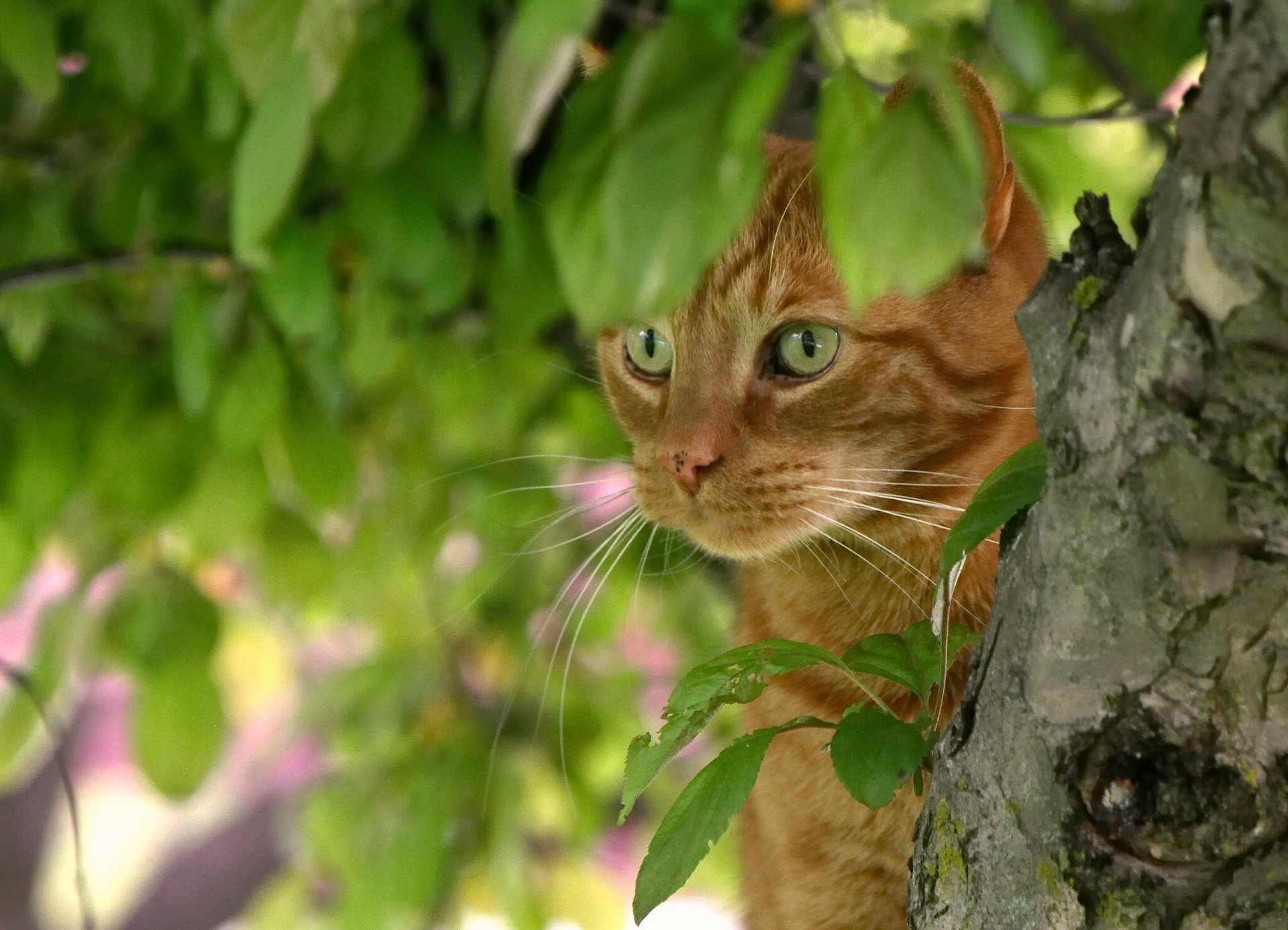 katze rot schnauze baum blätter