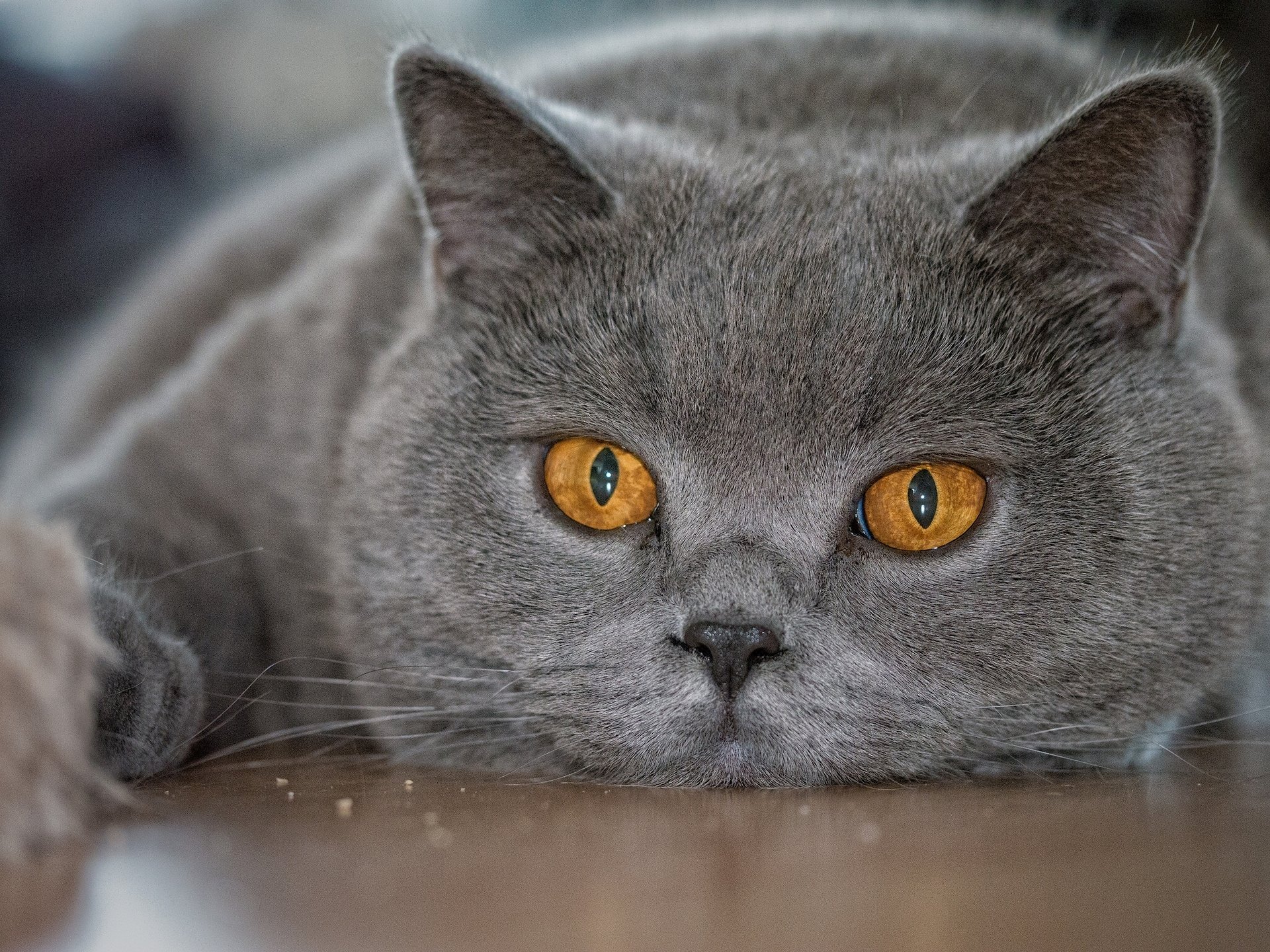 pelo corto británico británico gato hocico ojos mirada