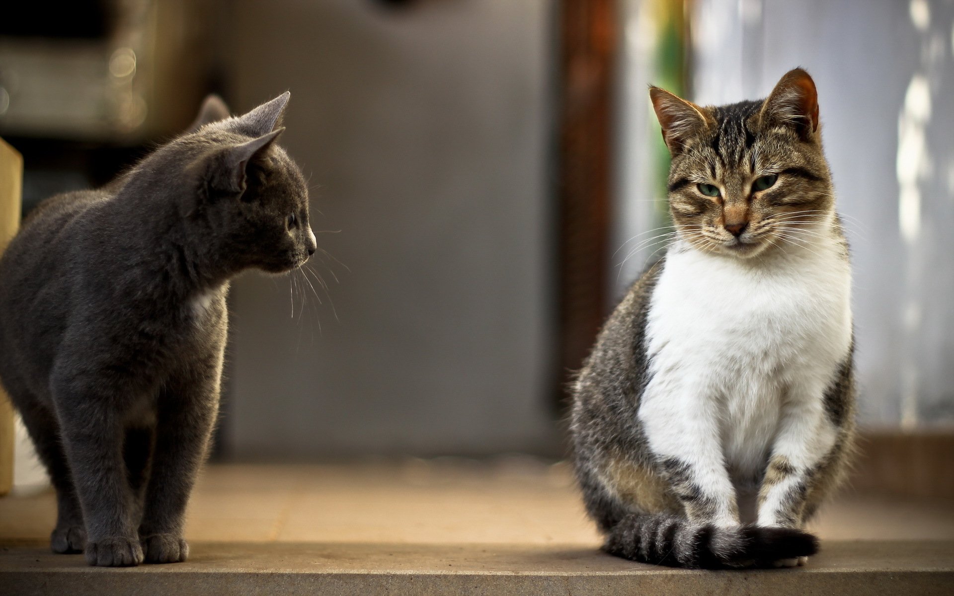 gatos casa fondo