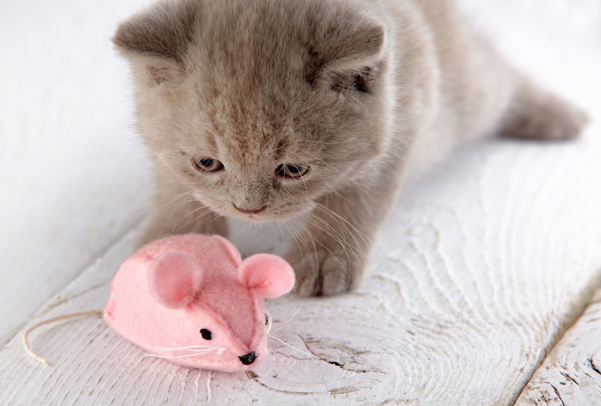 mouse mouse toy