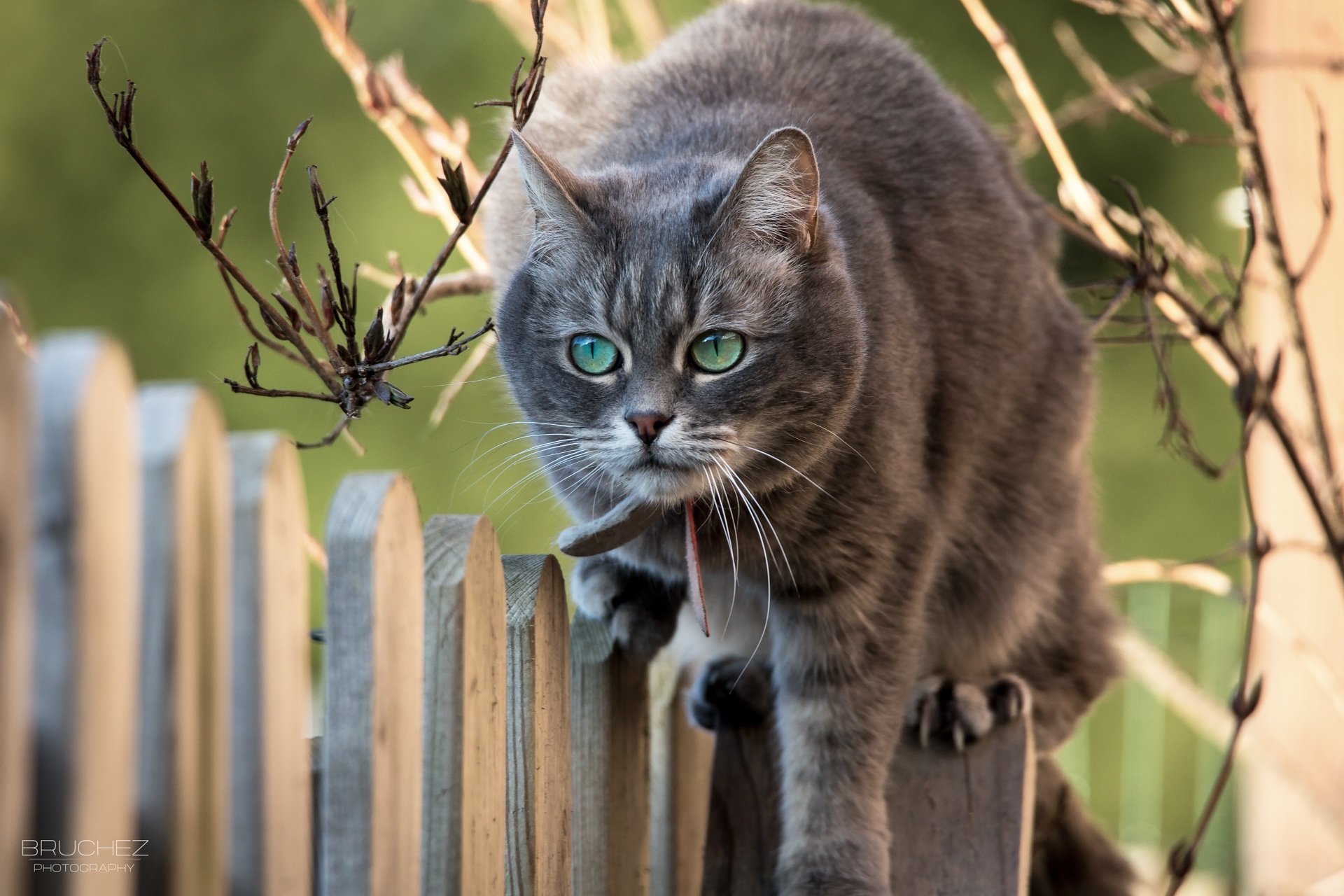 katze katze schnauze zaun zweige