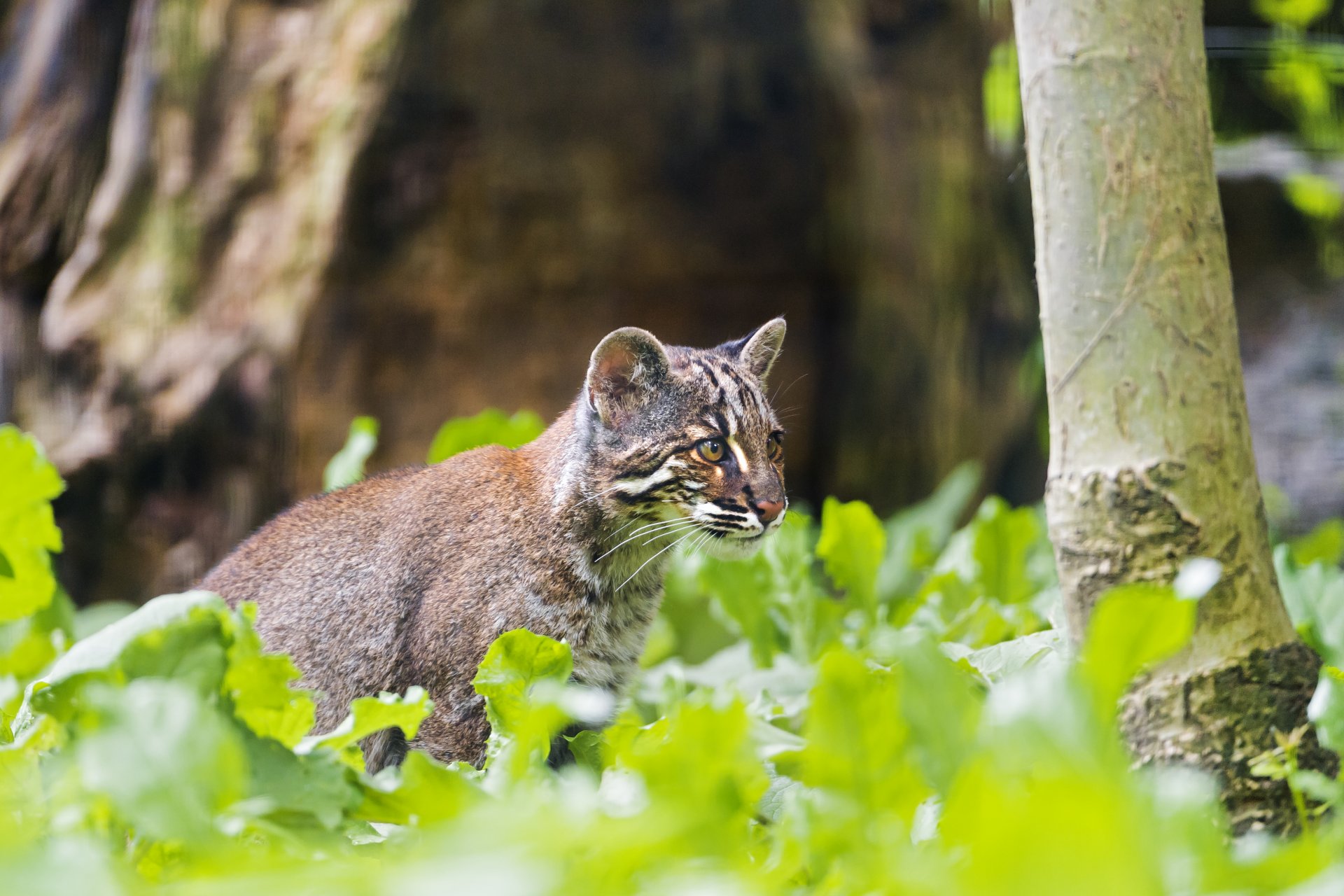 темминка золотой кот кошка ©tambako the jaguar