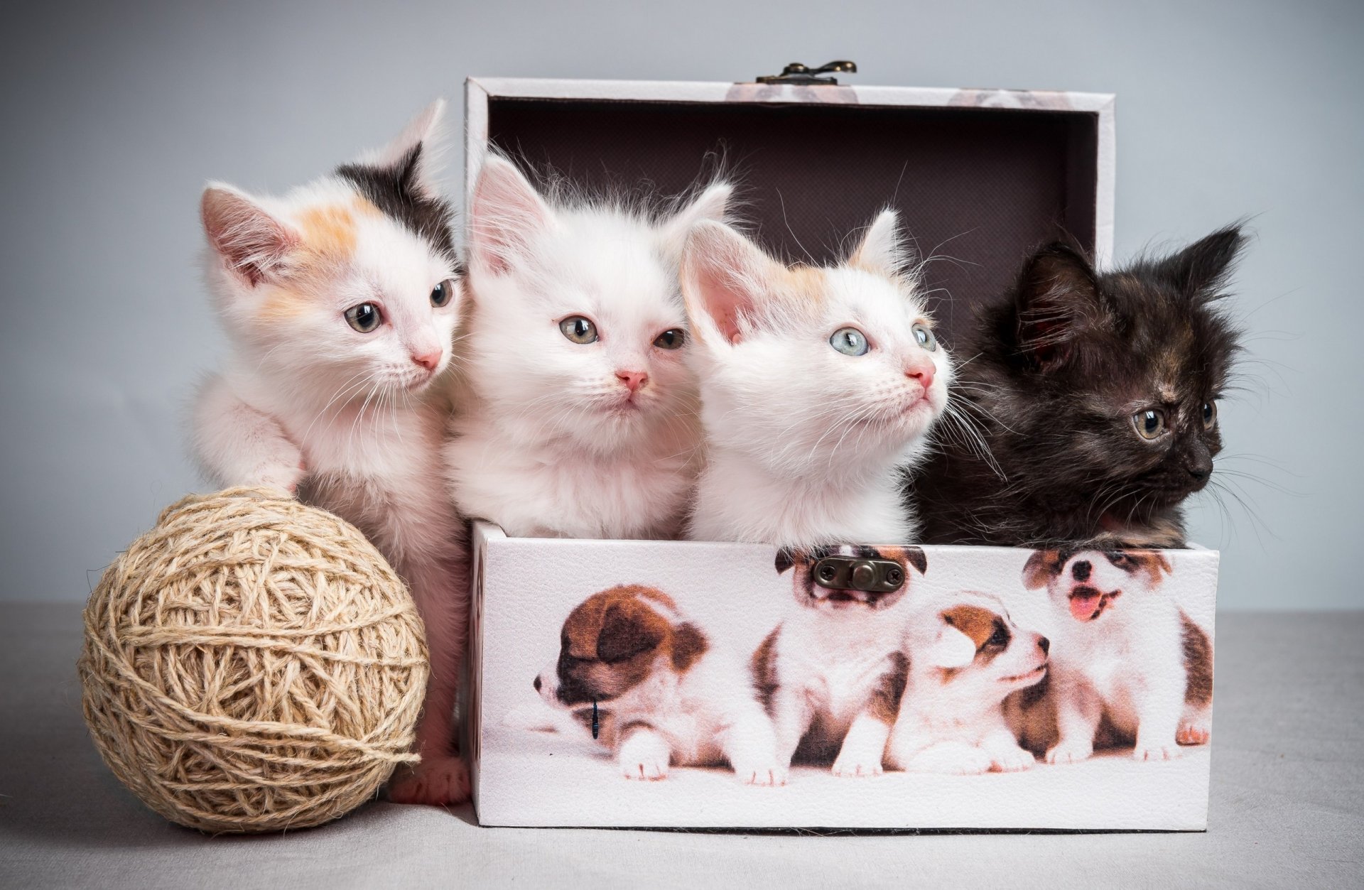 caja enredo gatitos