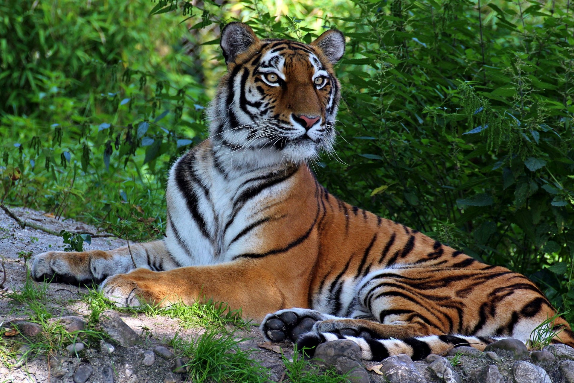 tigre prédateur beau