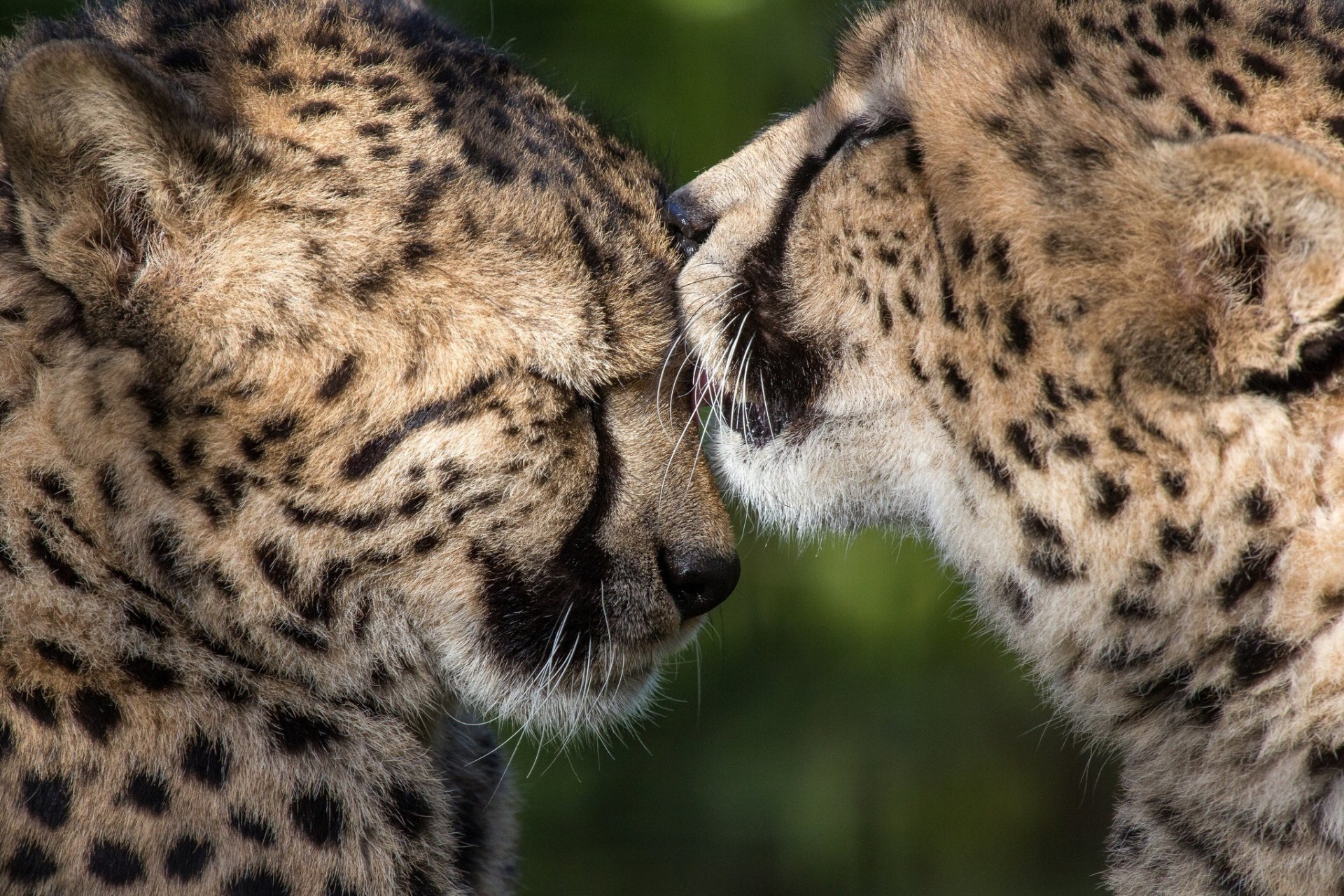 ghepardi gatti selvatici predatori coppia carezza cura amicizia amore