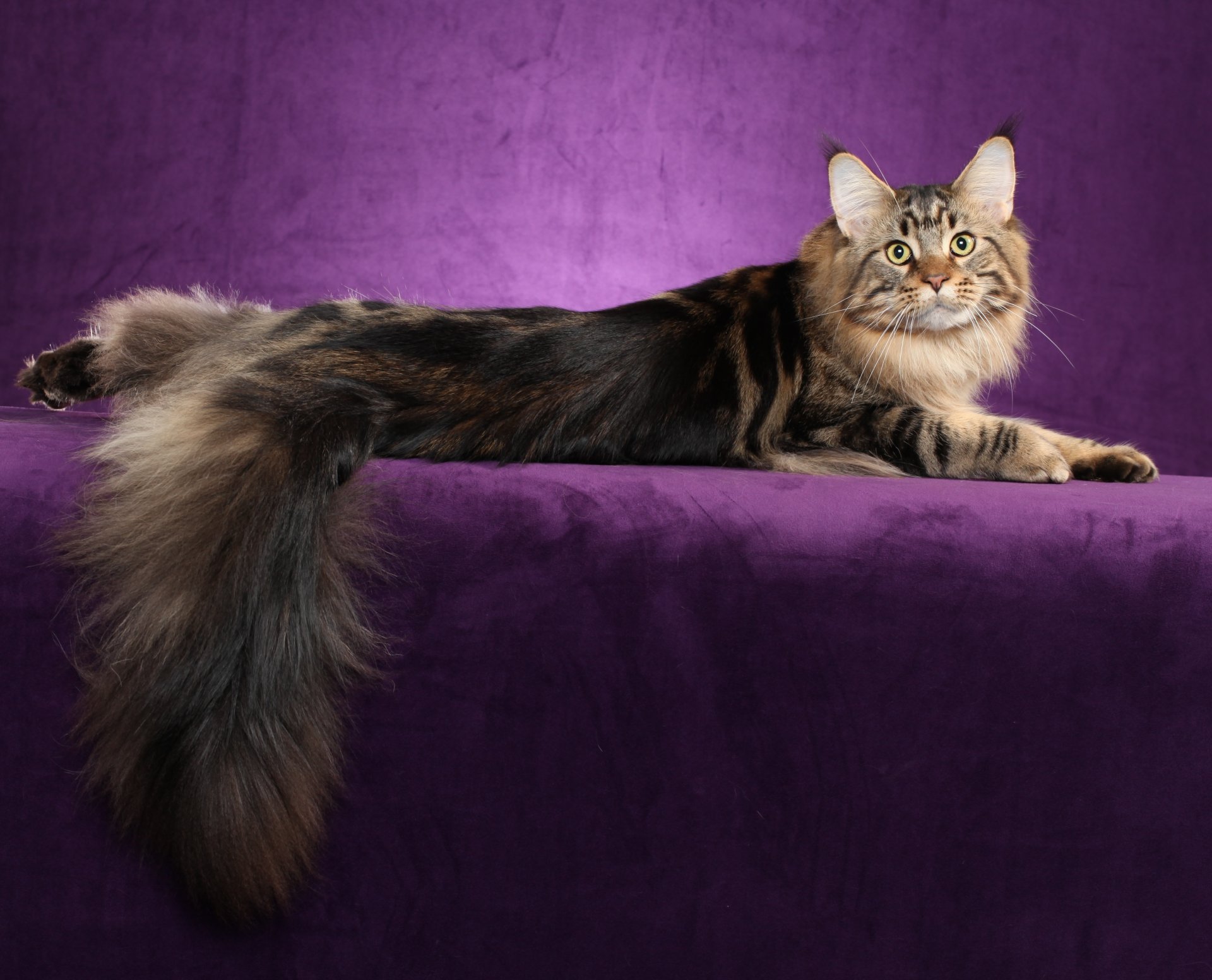 maine coon katze katze liegt hintergrund tapete widescreen vollbild widescreen widescreen