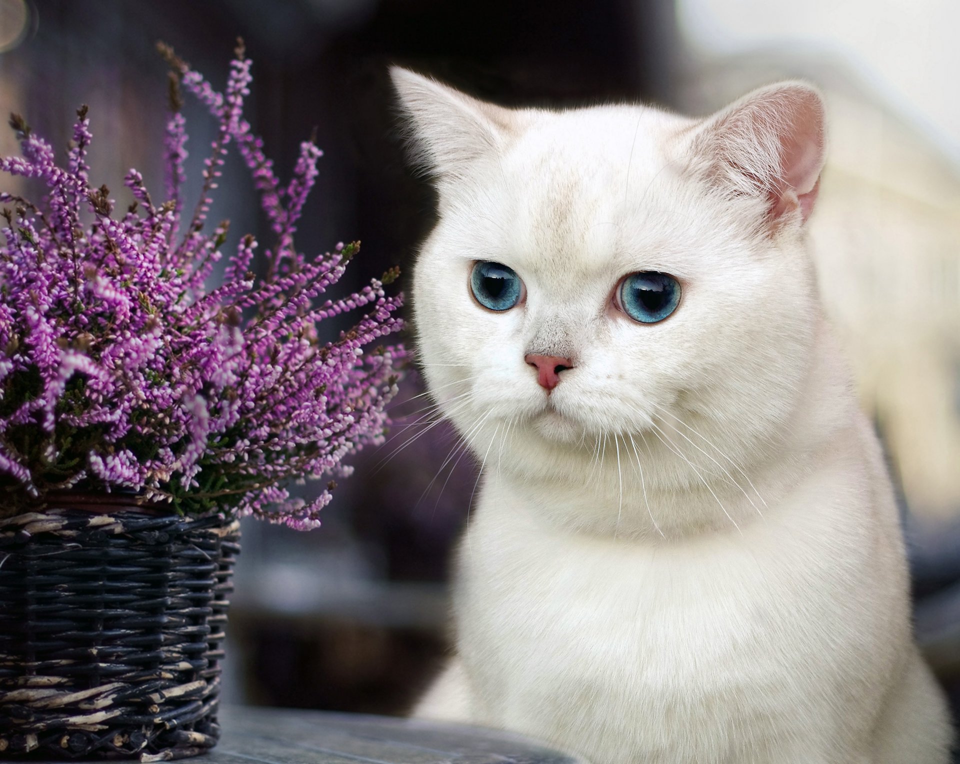 chat yeux fleurs