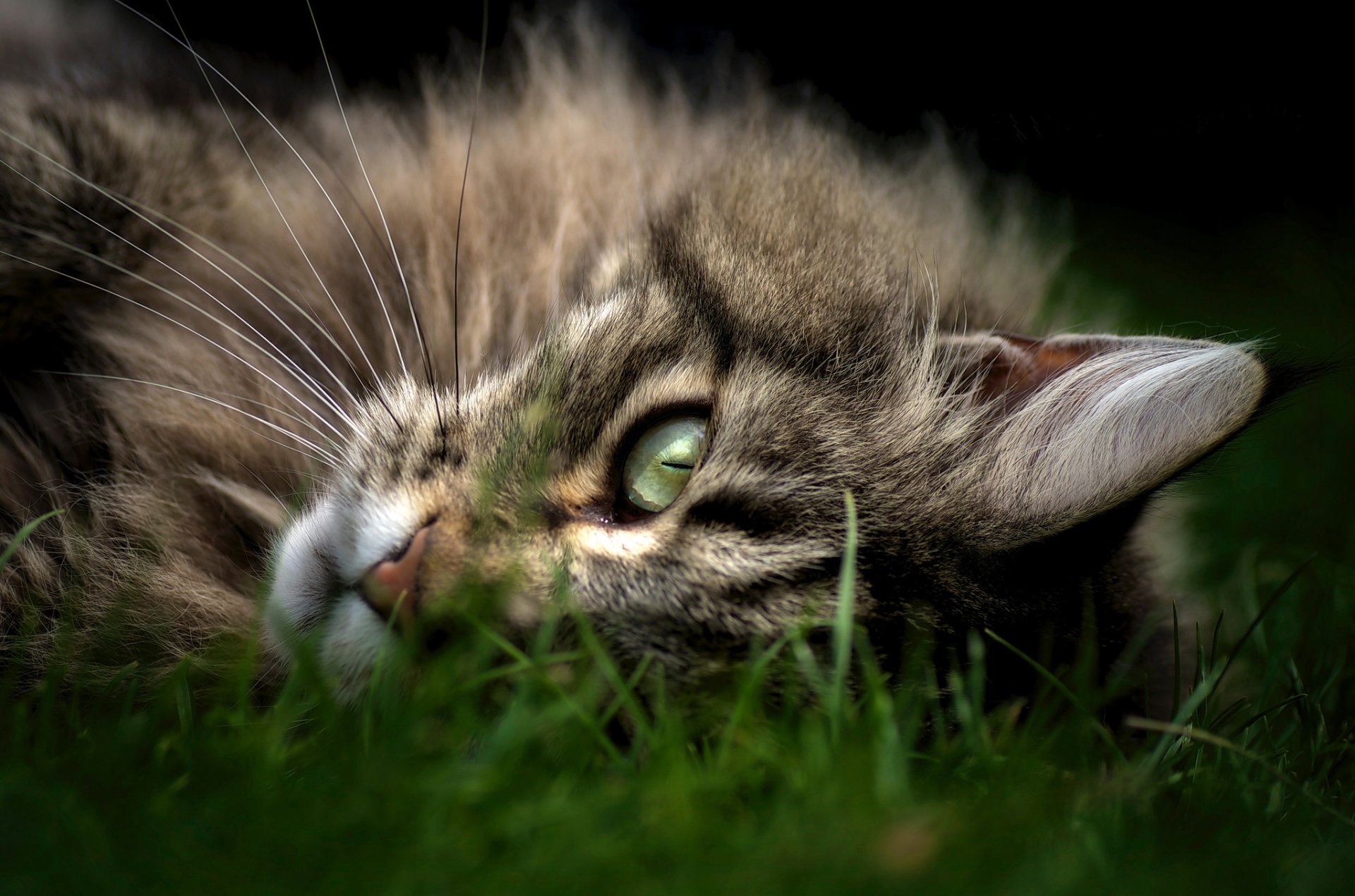 katze katze schnauze blick liegt gras