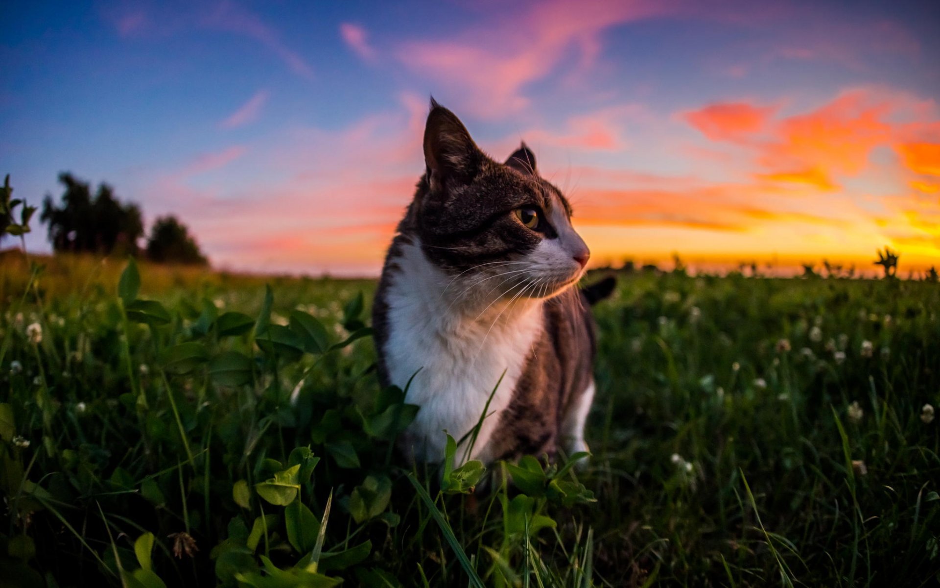 chat laine herbe ciel nuages nature