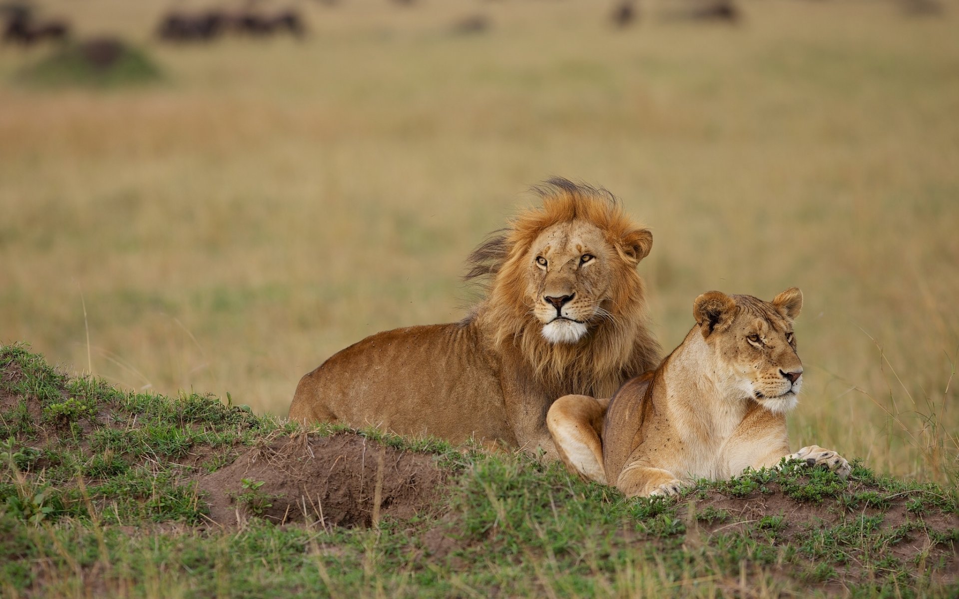 leo lioness couple