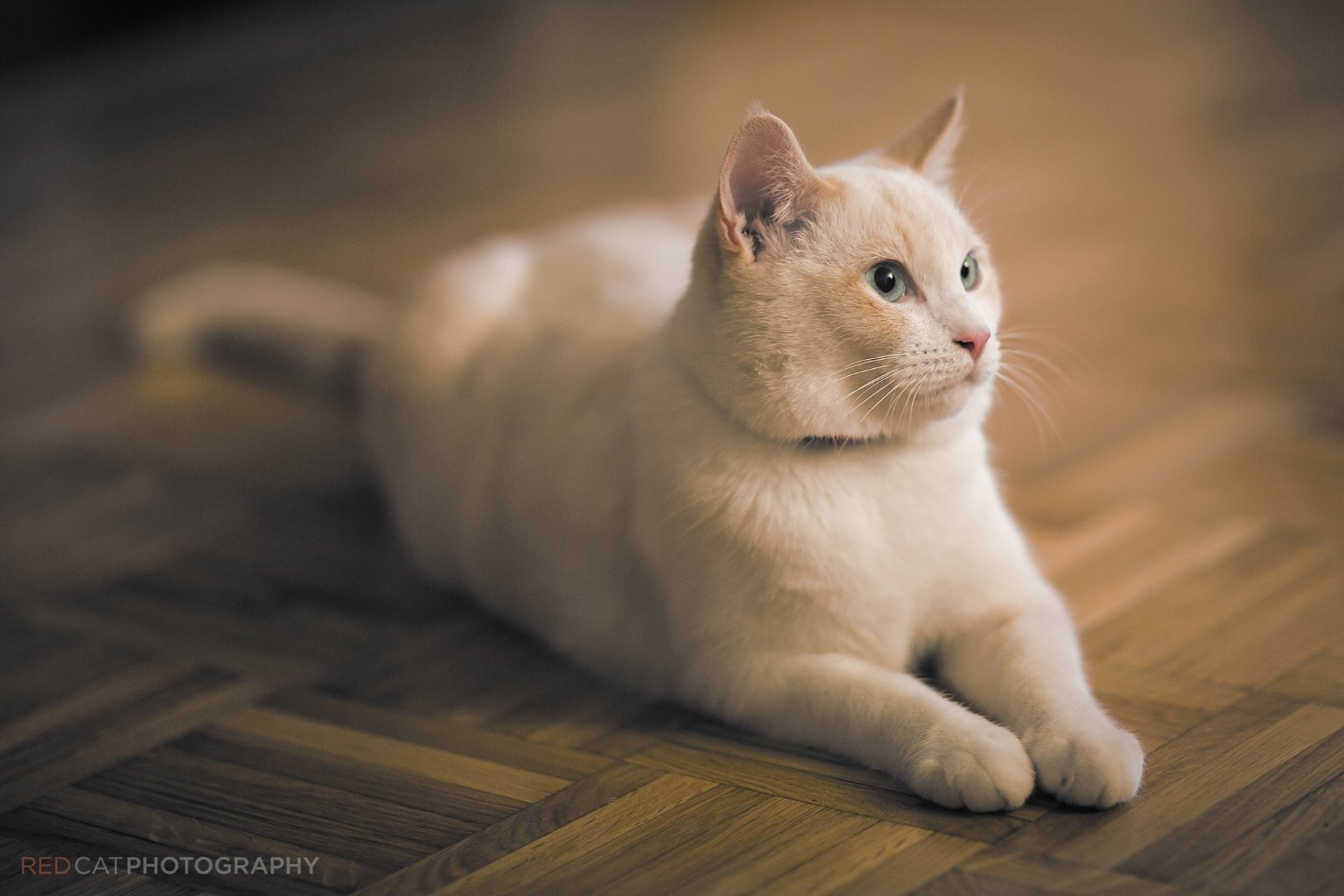 chat chat blanc museau repos se trouve parquet