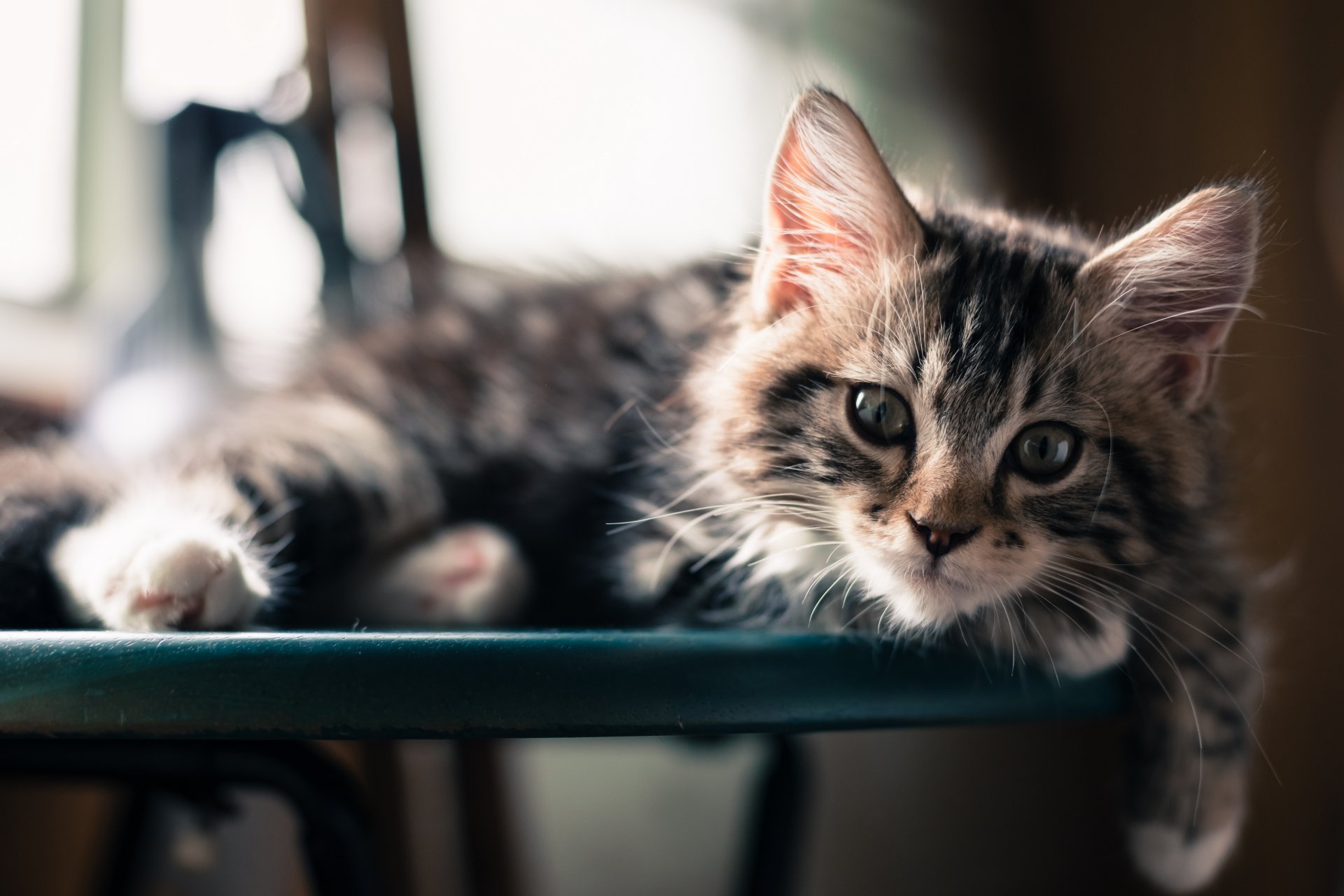 gato cara mirada