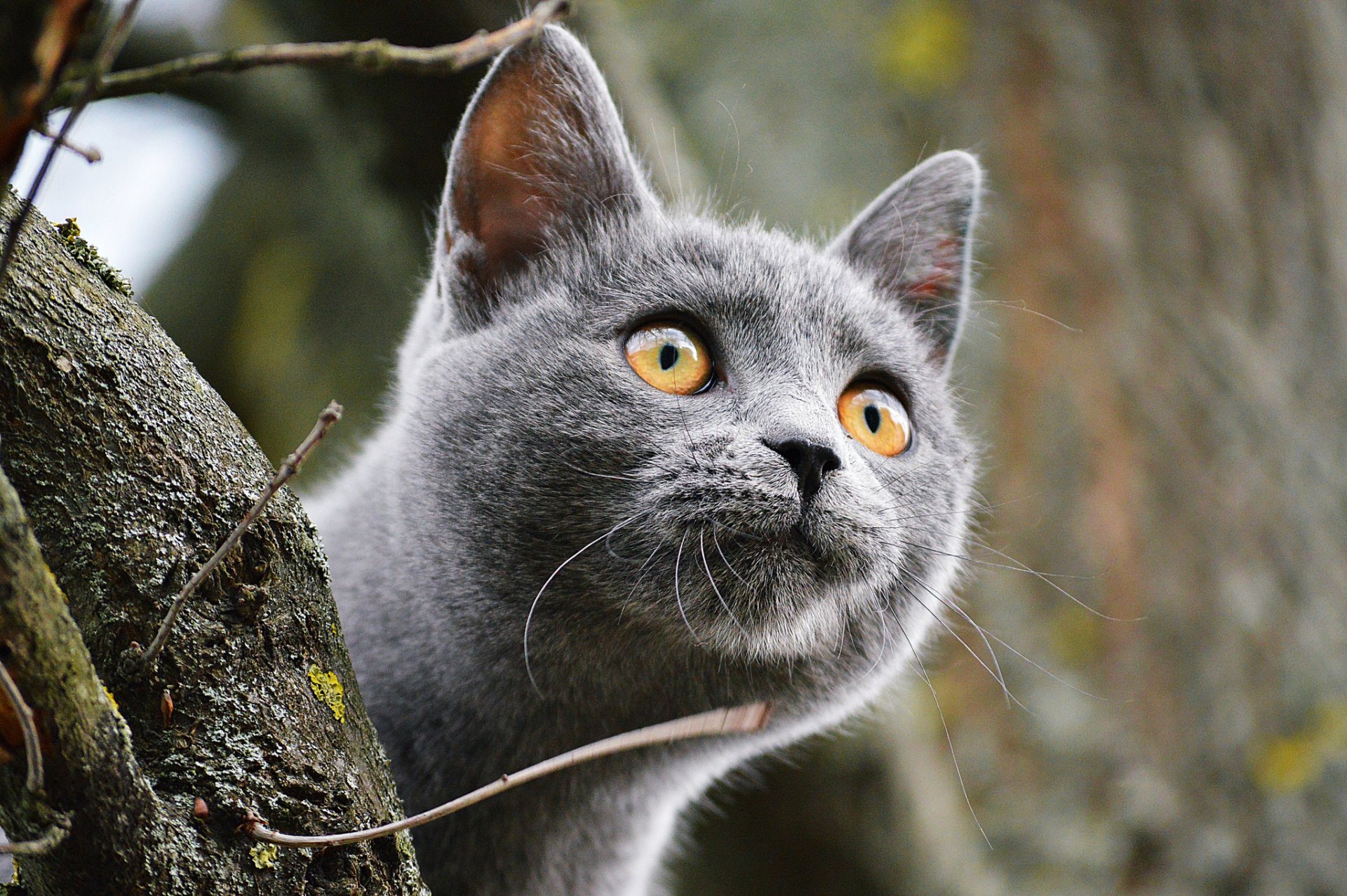 gato ojos hocico mirada