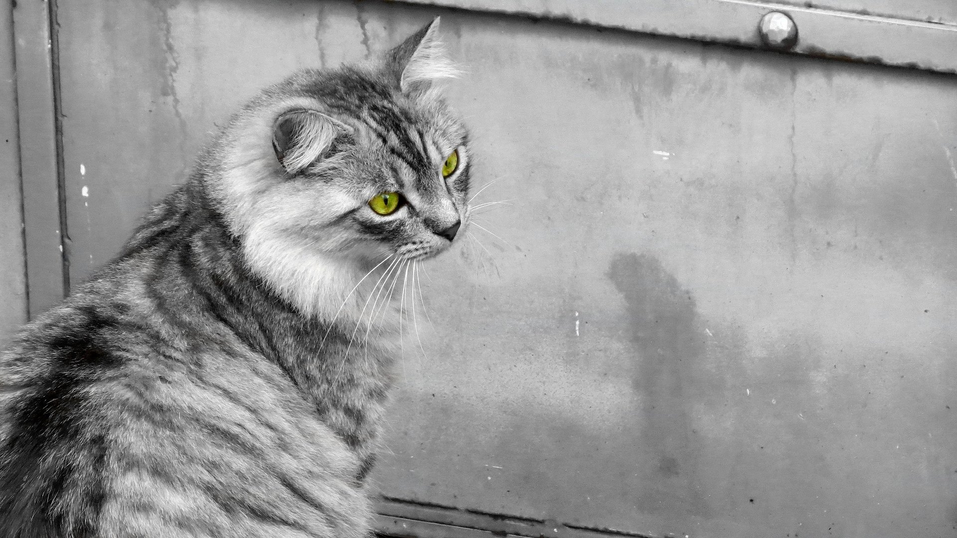 gato gato blanco y negro ojos verdes