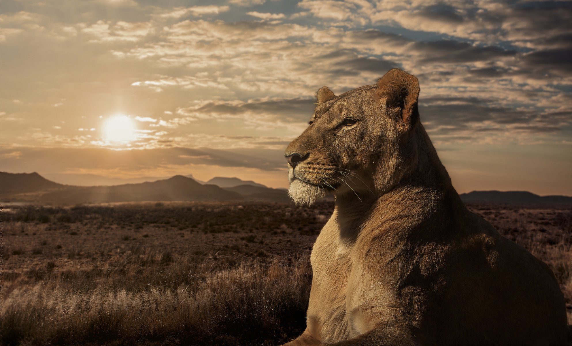 lion lionne savane coucher de soleil