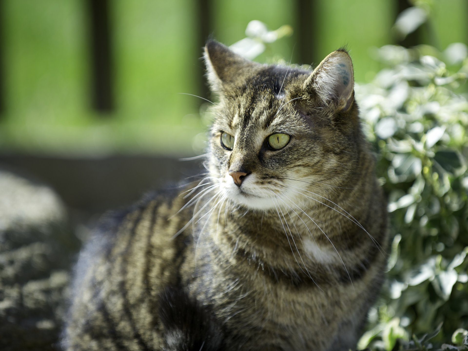 gatto gatto soleggiato piante foglie