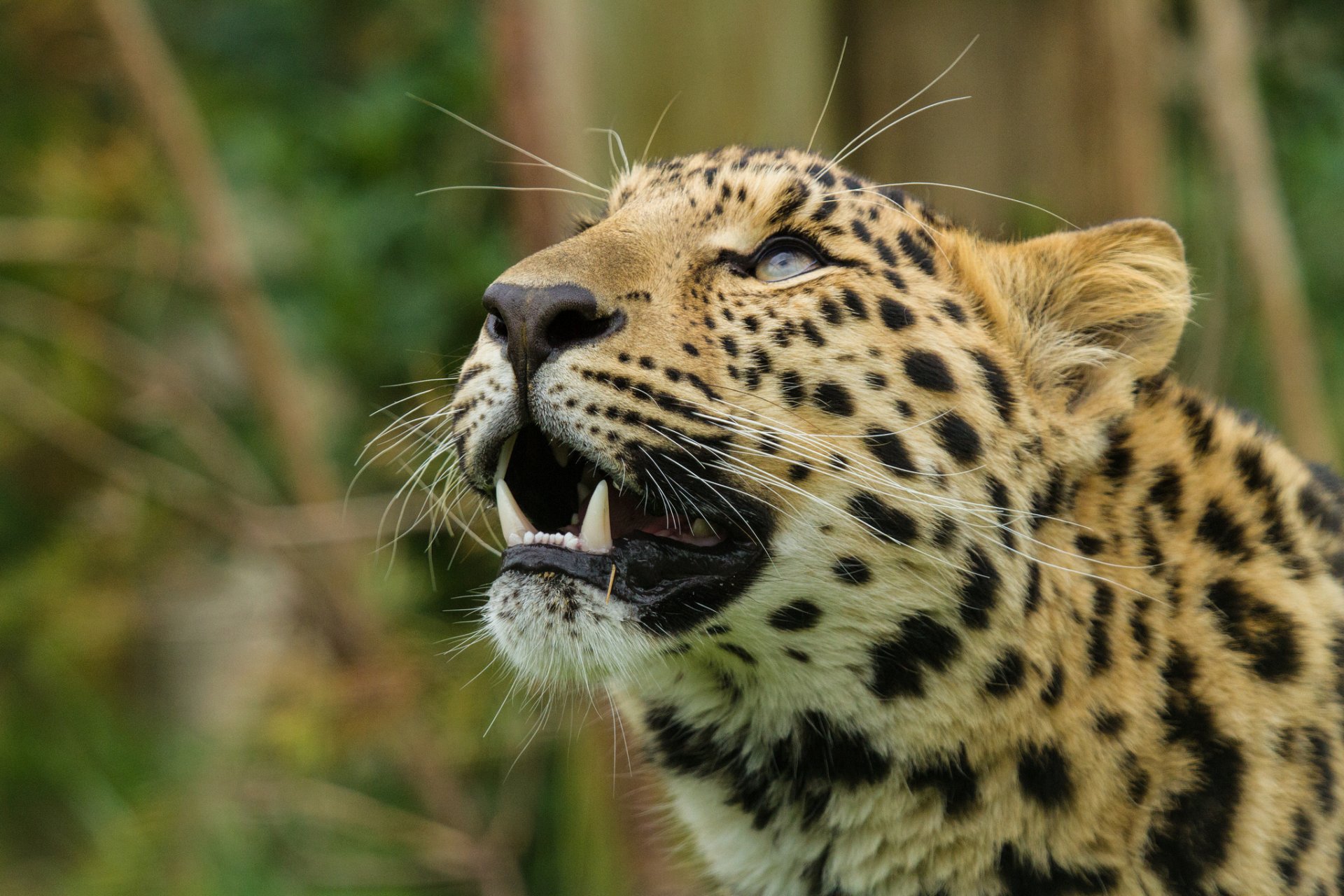 leopardo de amur gato leopardo hocico mirada